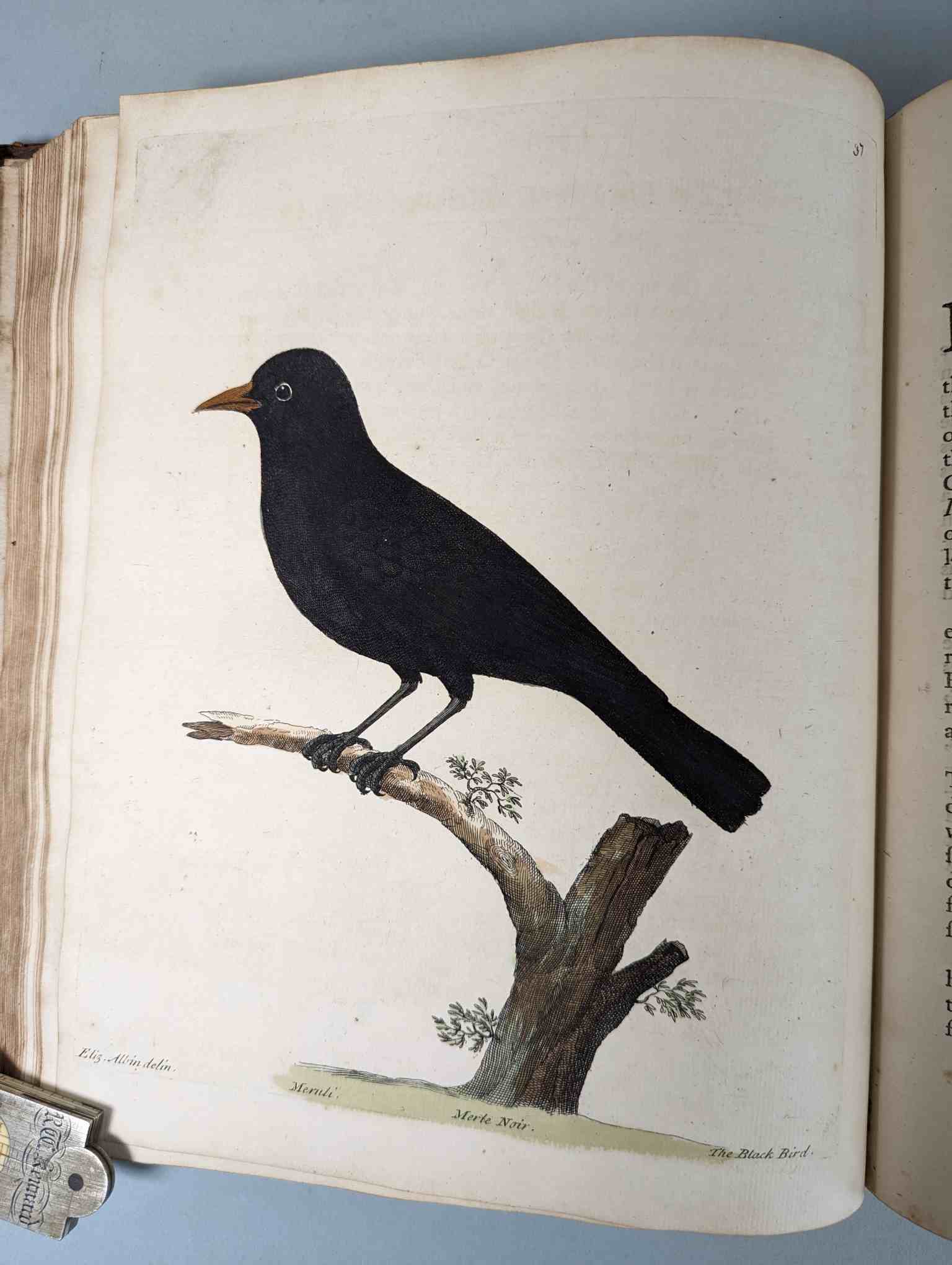 ALBIN, Eleazar. A Natural History of Birds, to which are added, Notes and Observations by W. - Image 40 of 208