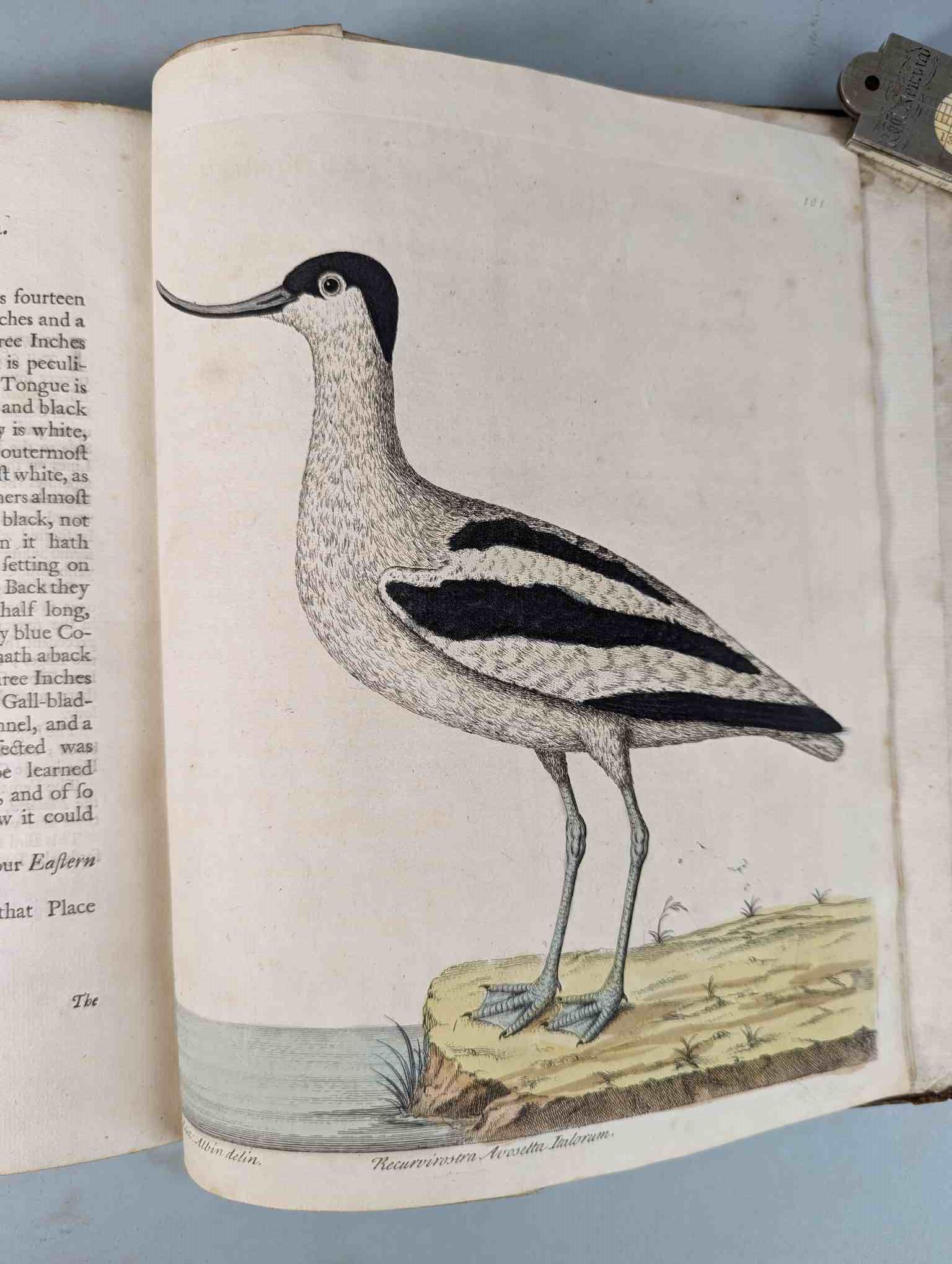 ALBIN, Eleazar. A Natural History of Birds, to which are added, Notes and Observations by W. - Image 104 of 208
