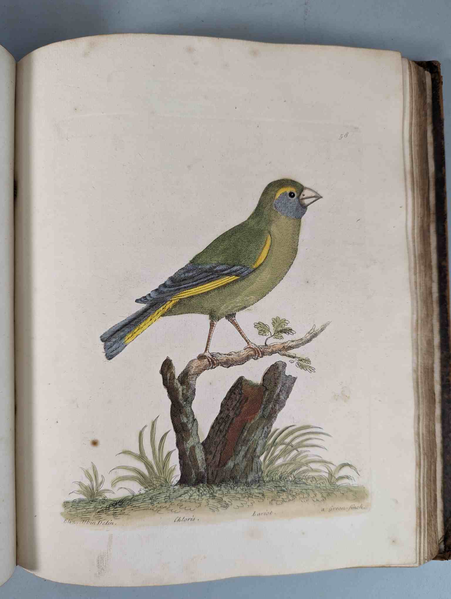 ALBIN, Eleazar. A Natural History of Birds, to which are added, Notes and Observations by W. - Image 61 of 208
