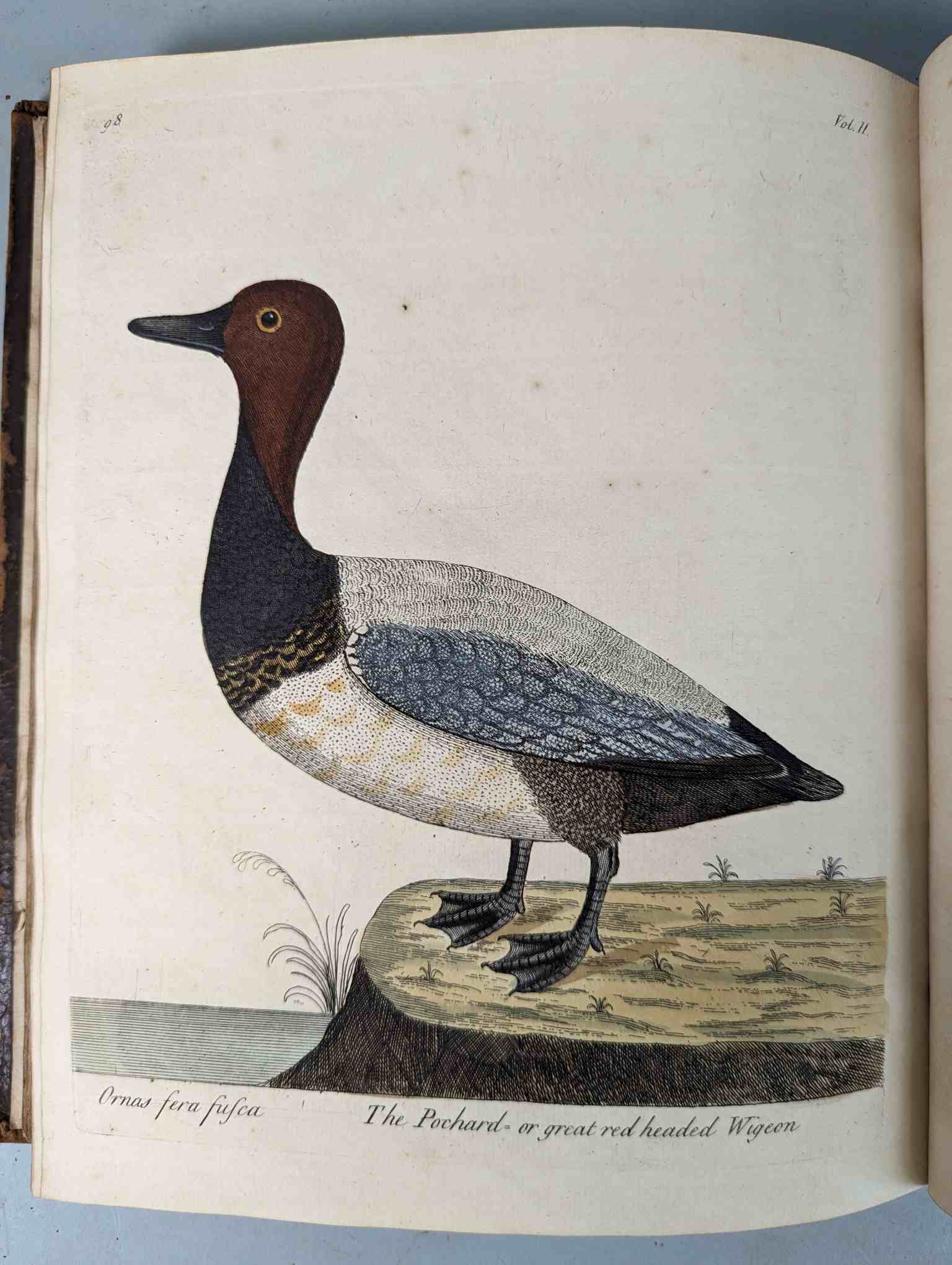 ALBIN, Eleazar. A Natural History of Birds, to which are added, Notes and Observations by W. - Image 202 of 208