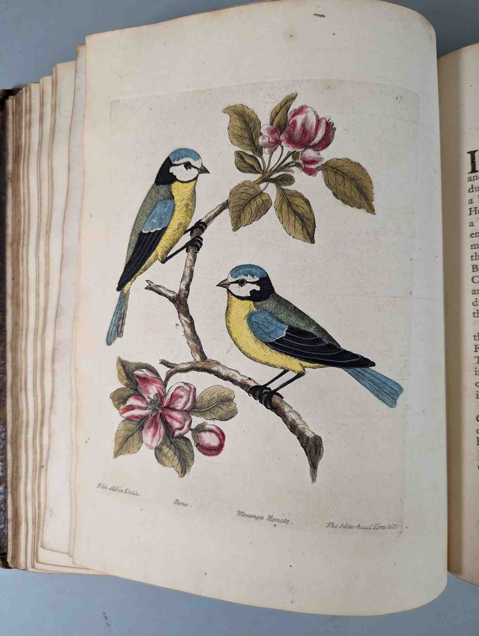ALBIN, Eleazar. A Natural History of Birds, to which are added, Notes and Observations by W. - Image 50 of 208