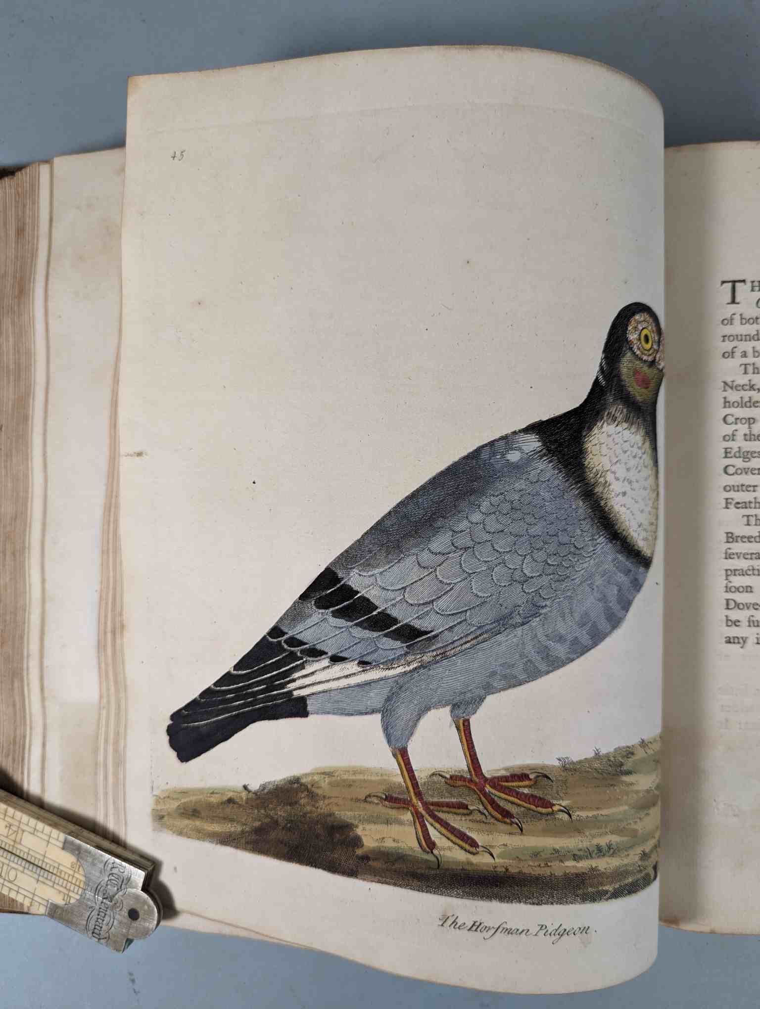ALBIN, Eleazar. A Natural History of Birds, to which are added, Notes and Observations by W. - Image 149 of 208