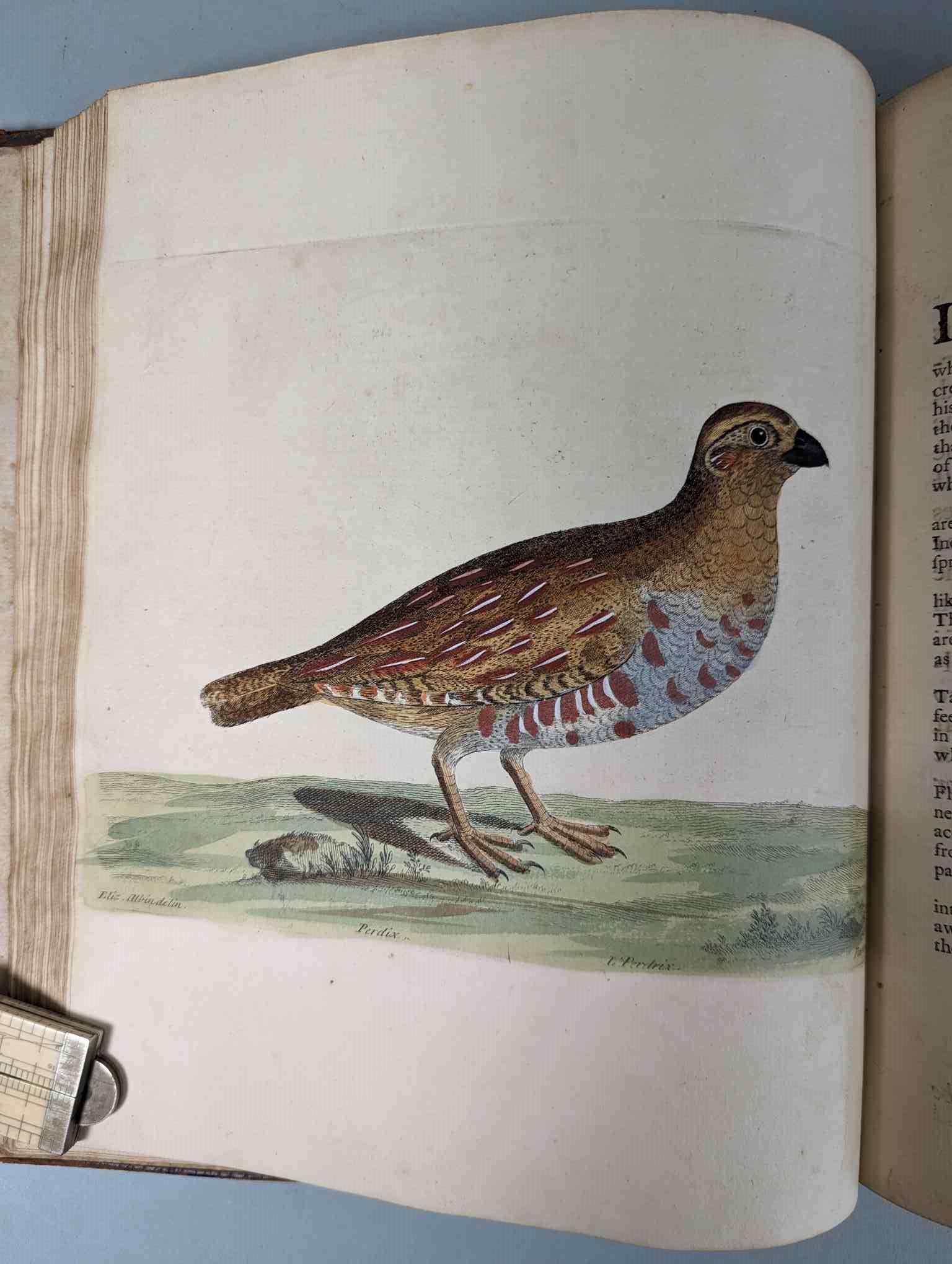 ALBIN, Eleazar. A Natural History of Birds, to which are added, Notes and Observations by W. - Image 30 of 208