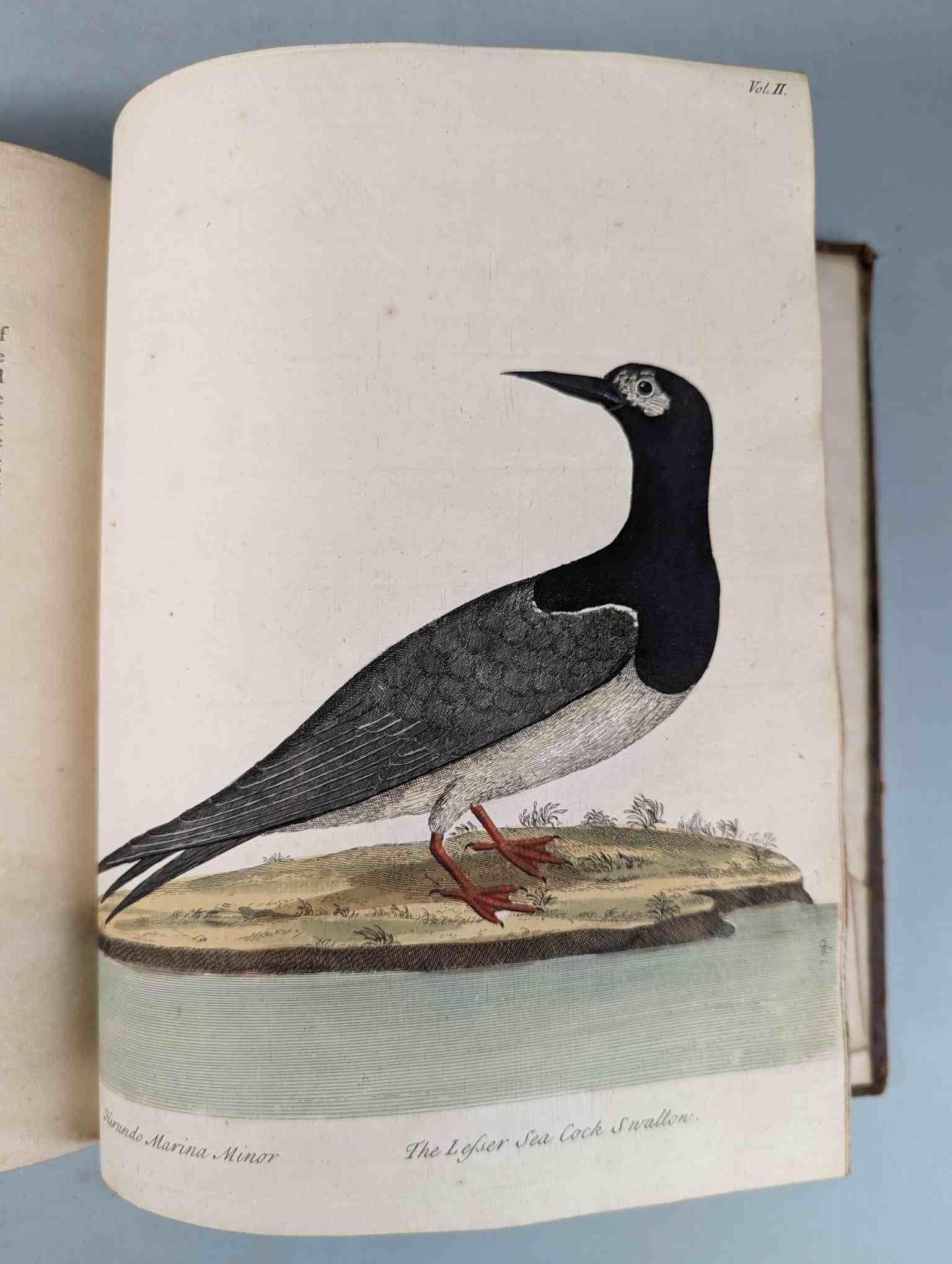 ALBIN, Eleazar. A Natural History of Birds, to which are added, Notes and Observations by W. - Image 193 of 208