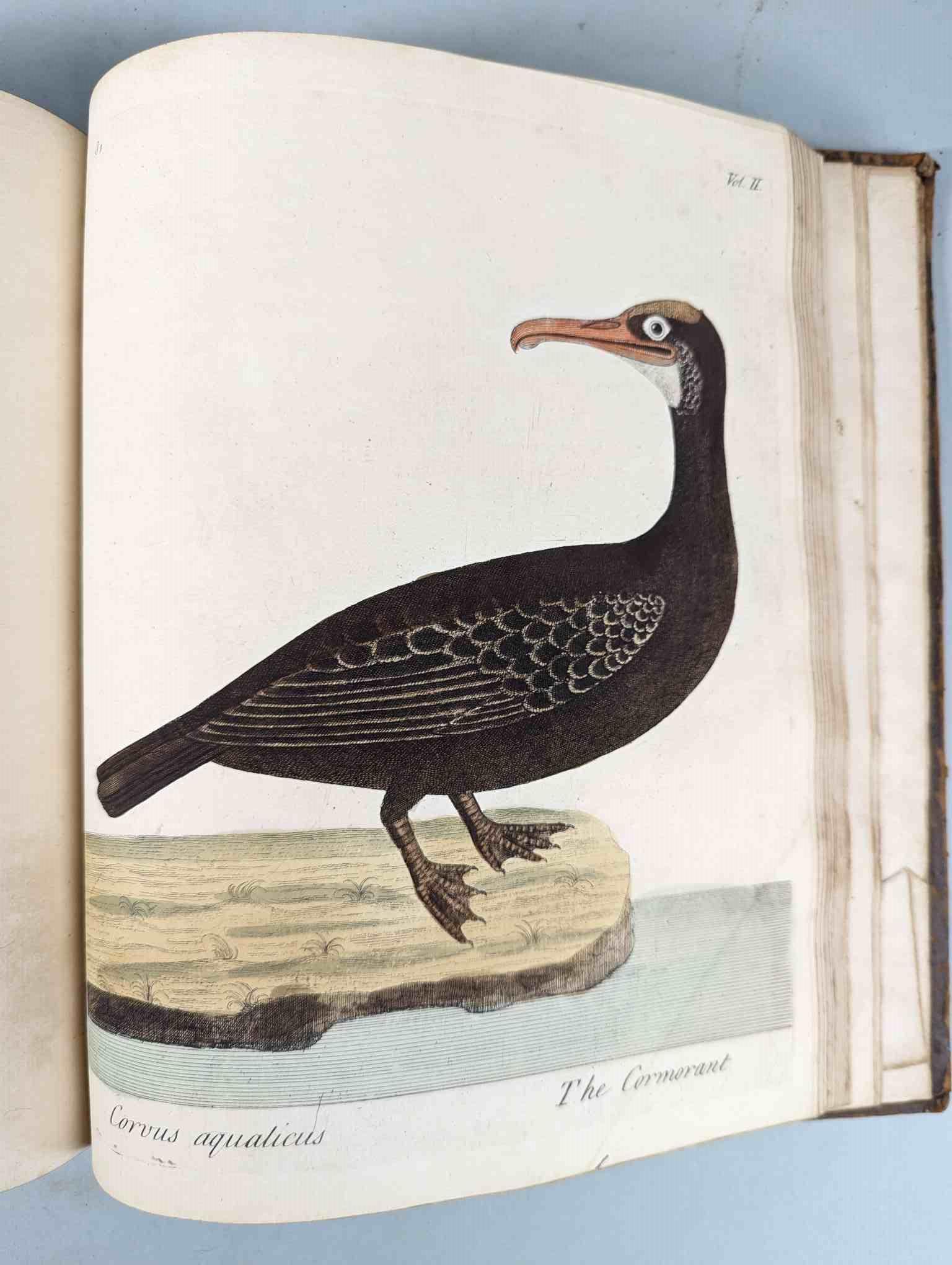 ALBIN, Eleazar. A Natural History of Birds, to which are added, Notes and Observations by W. - Image 185 of 208