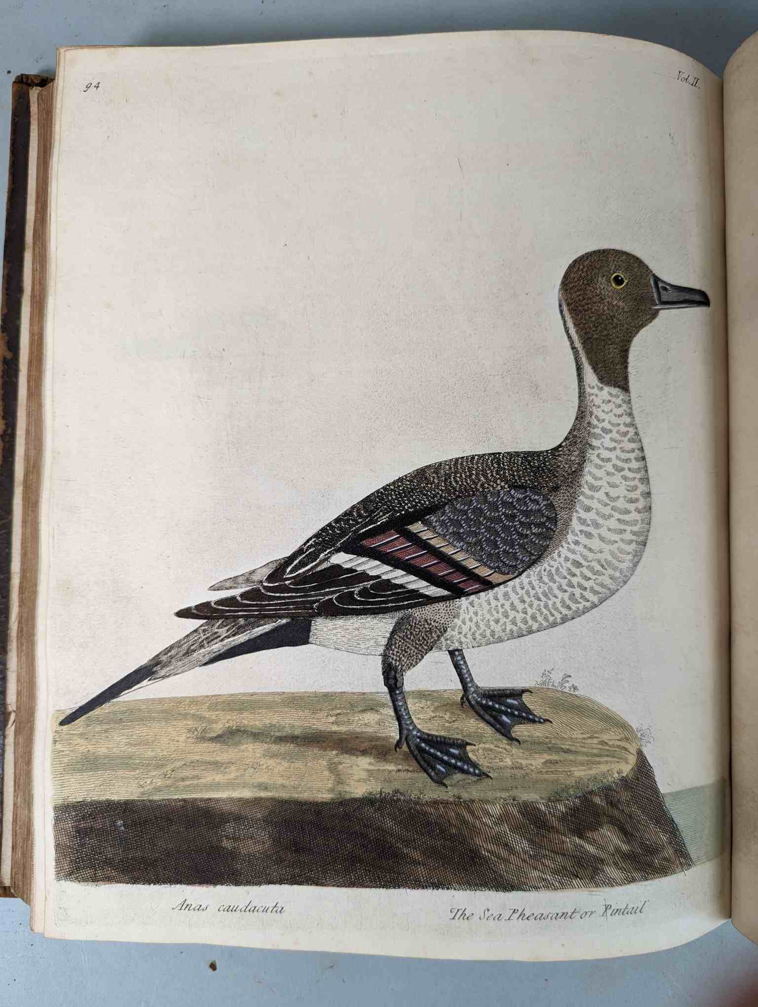 ALBIN, Eleazar. A Natural History of Birds, to which are added, Notes and Observations by W. - Image 199 of 208