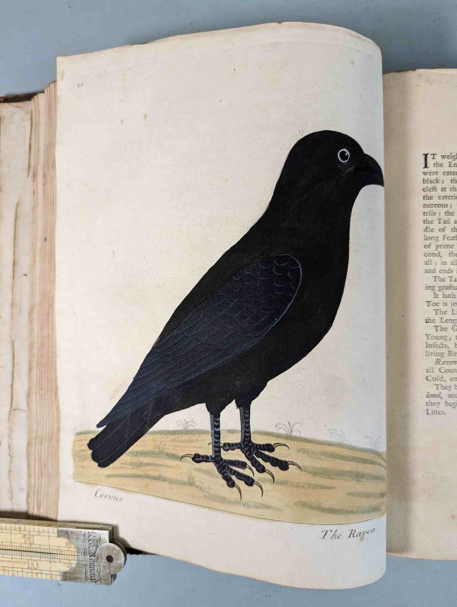 ALBIN, Eleazar. A Natural History of Birds, to which are added, Notes and Observations by W. - Image 124 of 208
