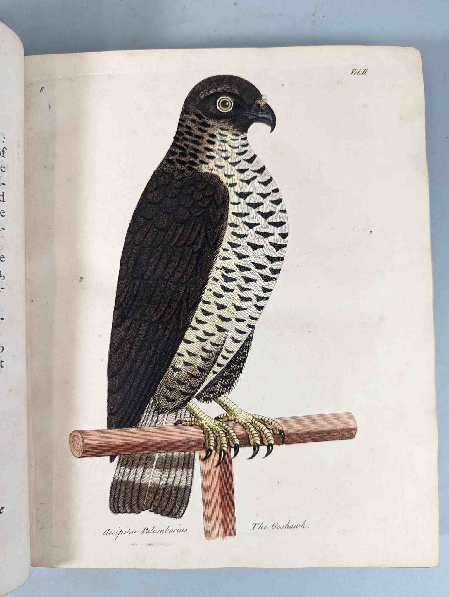 ALBIN, Eleazar. A Natural History of Birds, to which are added, Notes and Observations by W. - Image 112 of 208