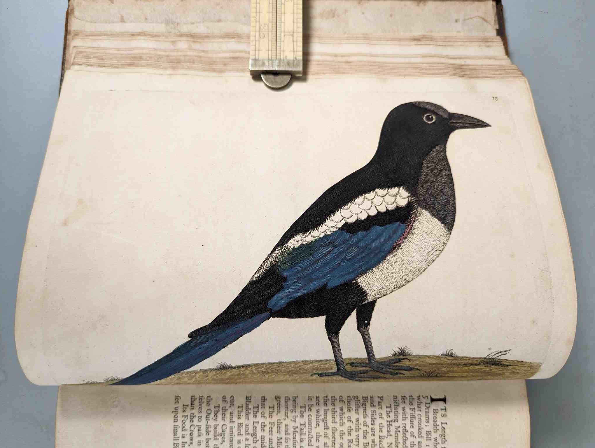 ALBIN, Eleazar. A Natural History of Birds, to which are added, Notes and Observations by W. - Image 18 of 208