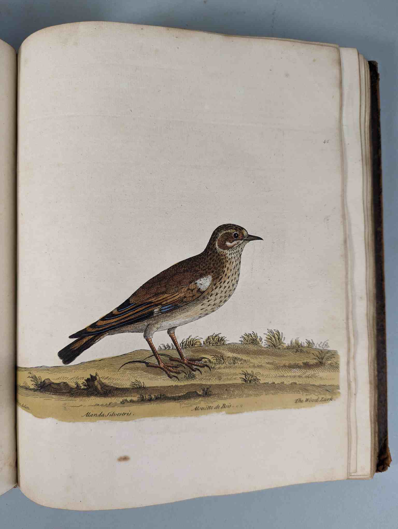 ALBIN, Eleazar. A Natural History of Birds, to which are added, Notes and Observations by W. - Image 45 of 208