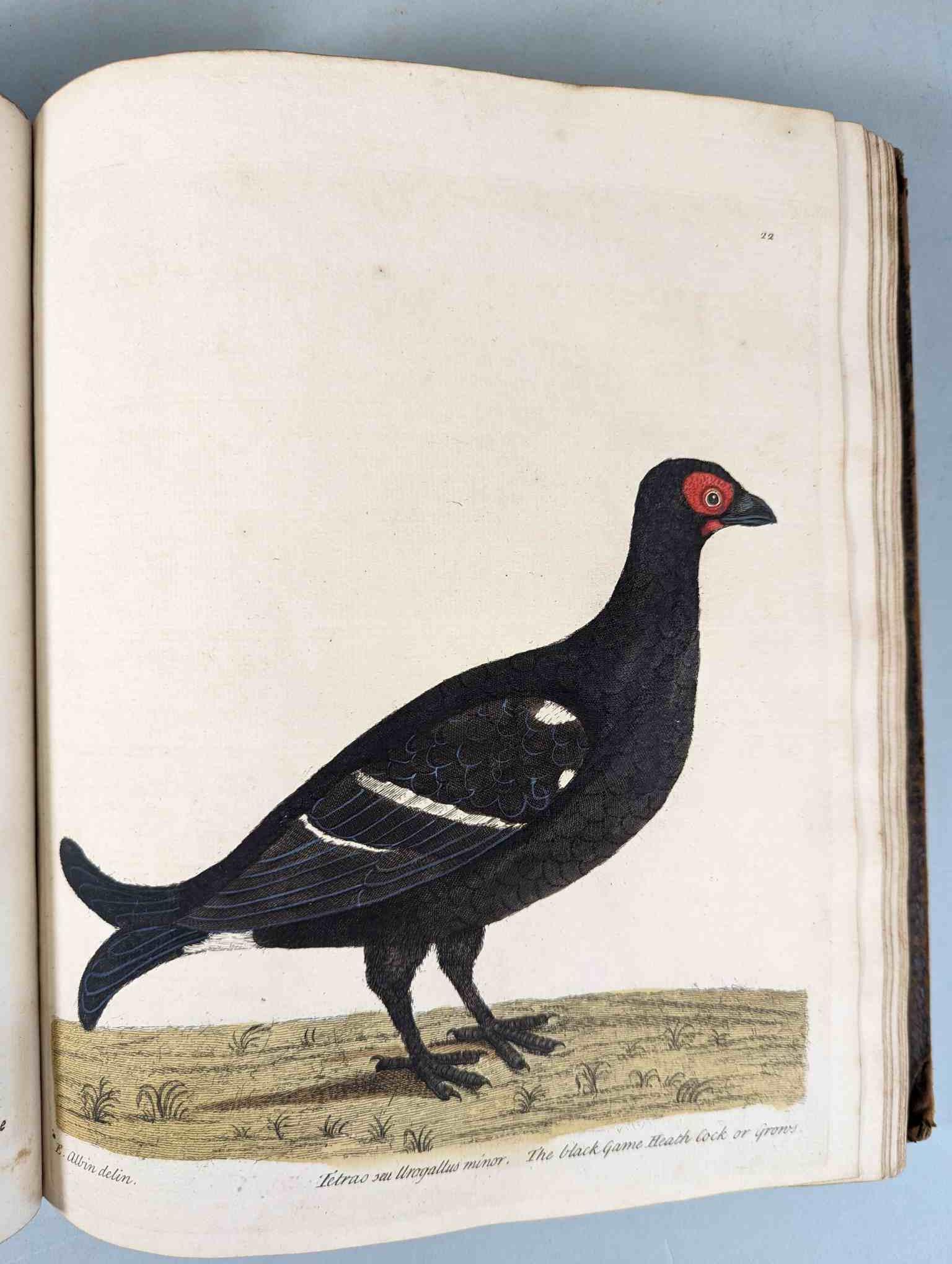 ALBIN, Eleazar. A Natural History of Birds, to which are added, Notes and Observations by W. - Image 25 of 208