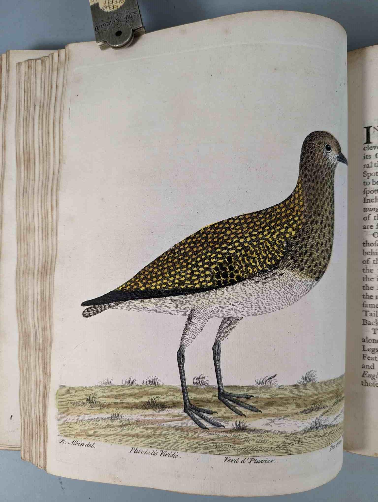 ALBIN, Eleazar. A Natural History of Birds, to which are added, Notes and Observations by W. - Image 78 of 208