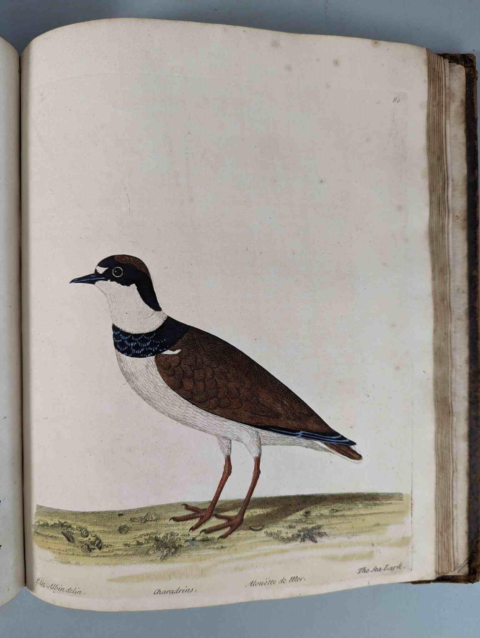 ALBIN, Eleazar. A Natural History of Birds, to which are added, Notes and Observations by W. - Image 83 of 208