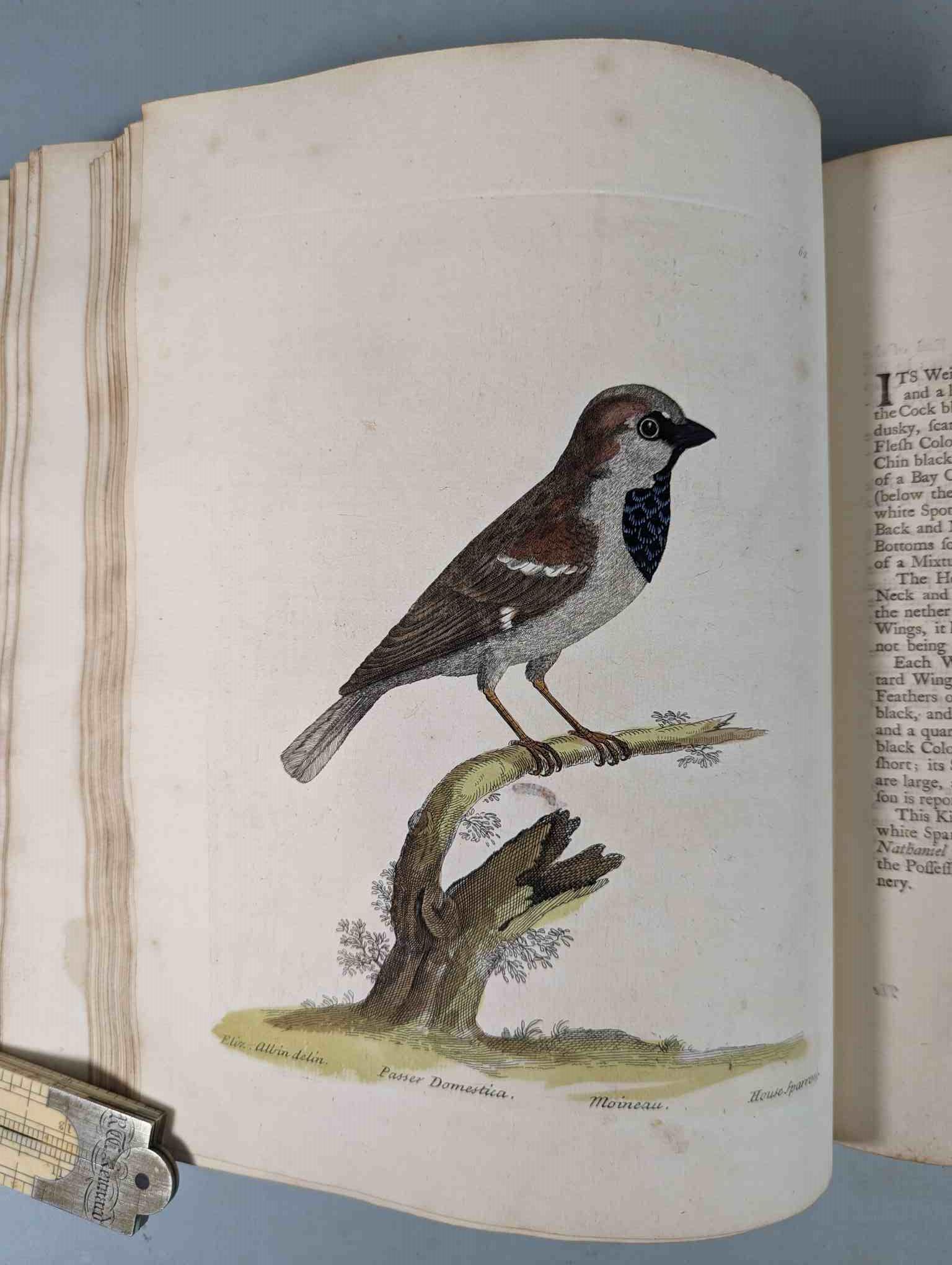 ALBIN, Eleazar. A Natural History of Birds, to which are added, Notes and Observations by W. - Image 65 of 208