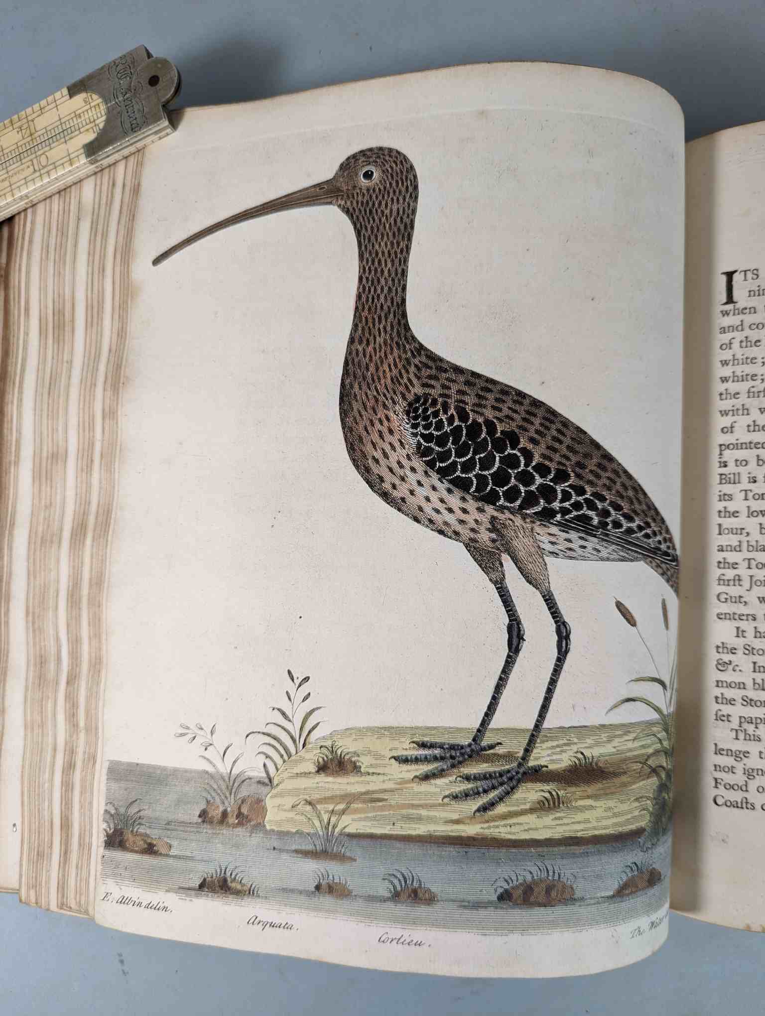 ALBIN, Eleazar. A Natural History of Birds, to which are added, Notes and Observations by W. - Image 82 of 208