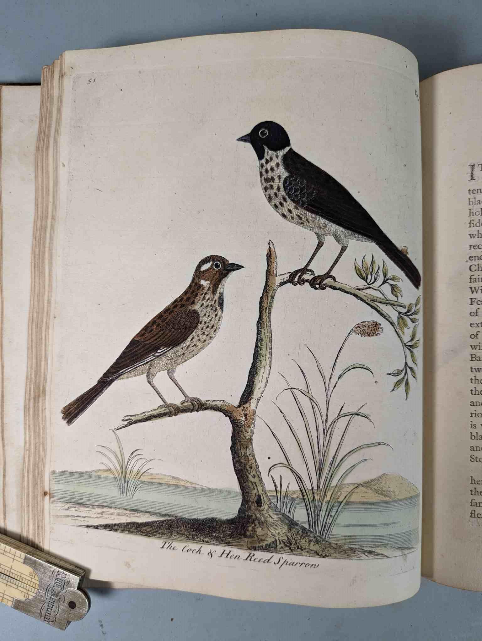 ALBIN, Eleazar. A Natural History of Birds, to which are added, Notes and Observations by W. - Image 155 of 208