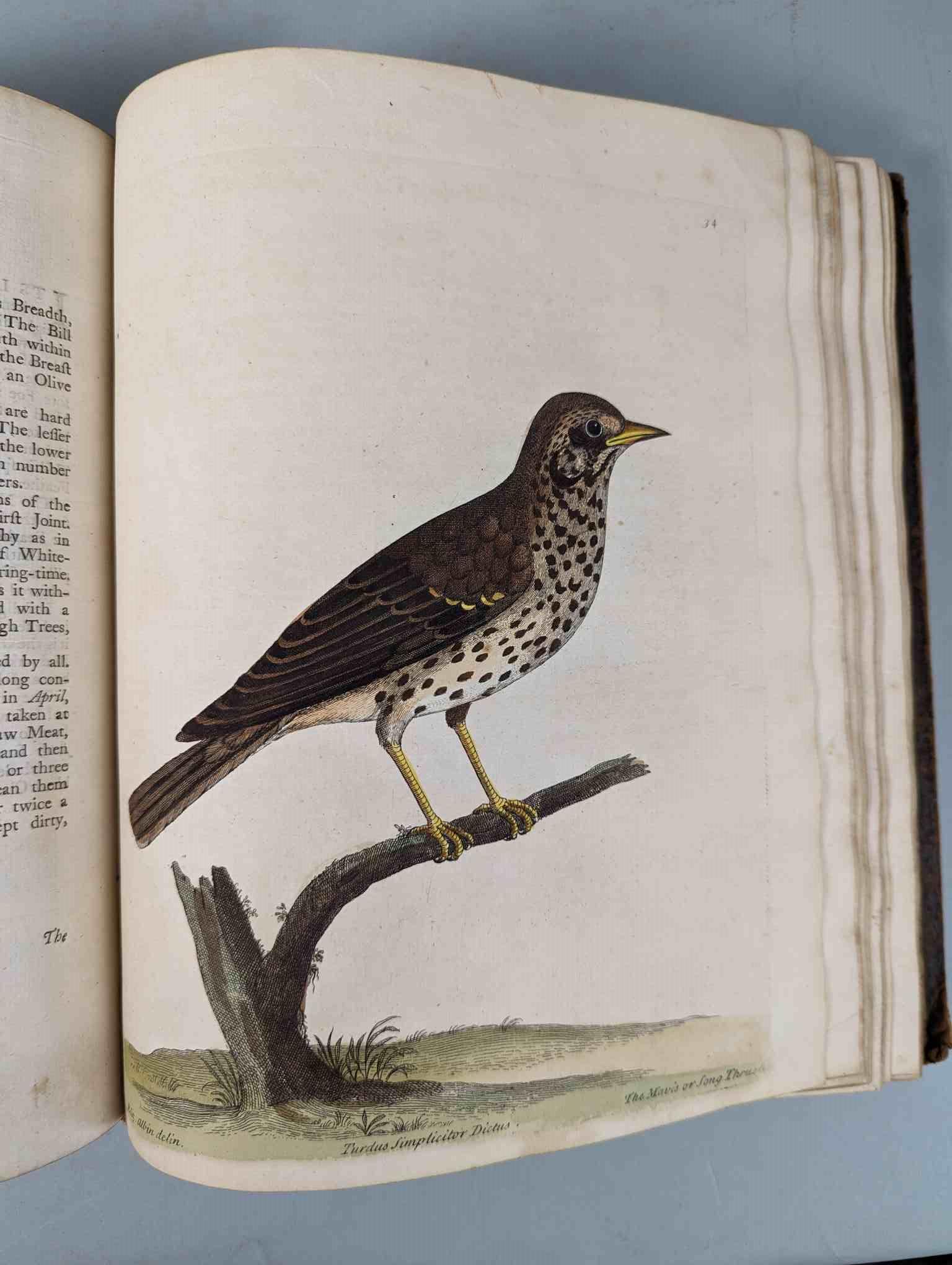 ALBIN, Eleazar. A Natural History of Birds, to which are added, Notes and Observations by W. - Image 37 of 208