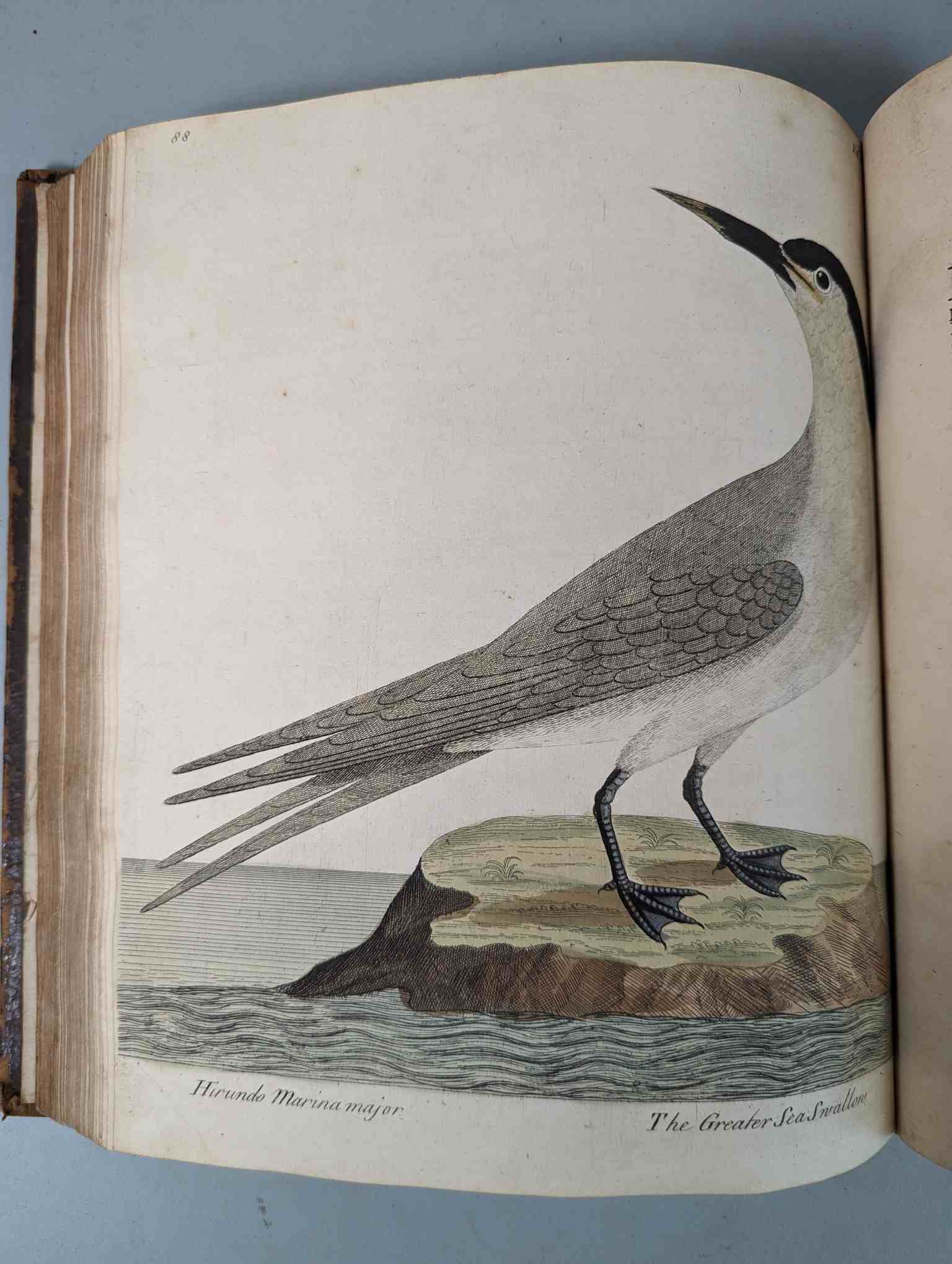 ALBIN, Eleazar. A Natural History of Birds, to which are added, Notes and Observations by W. - Image 192 of 208