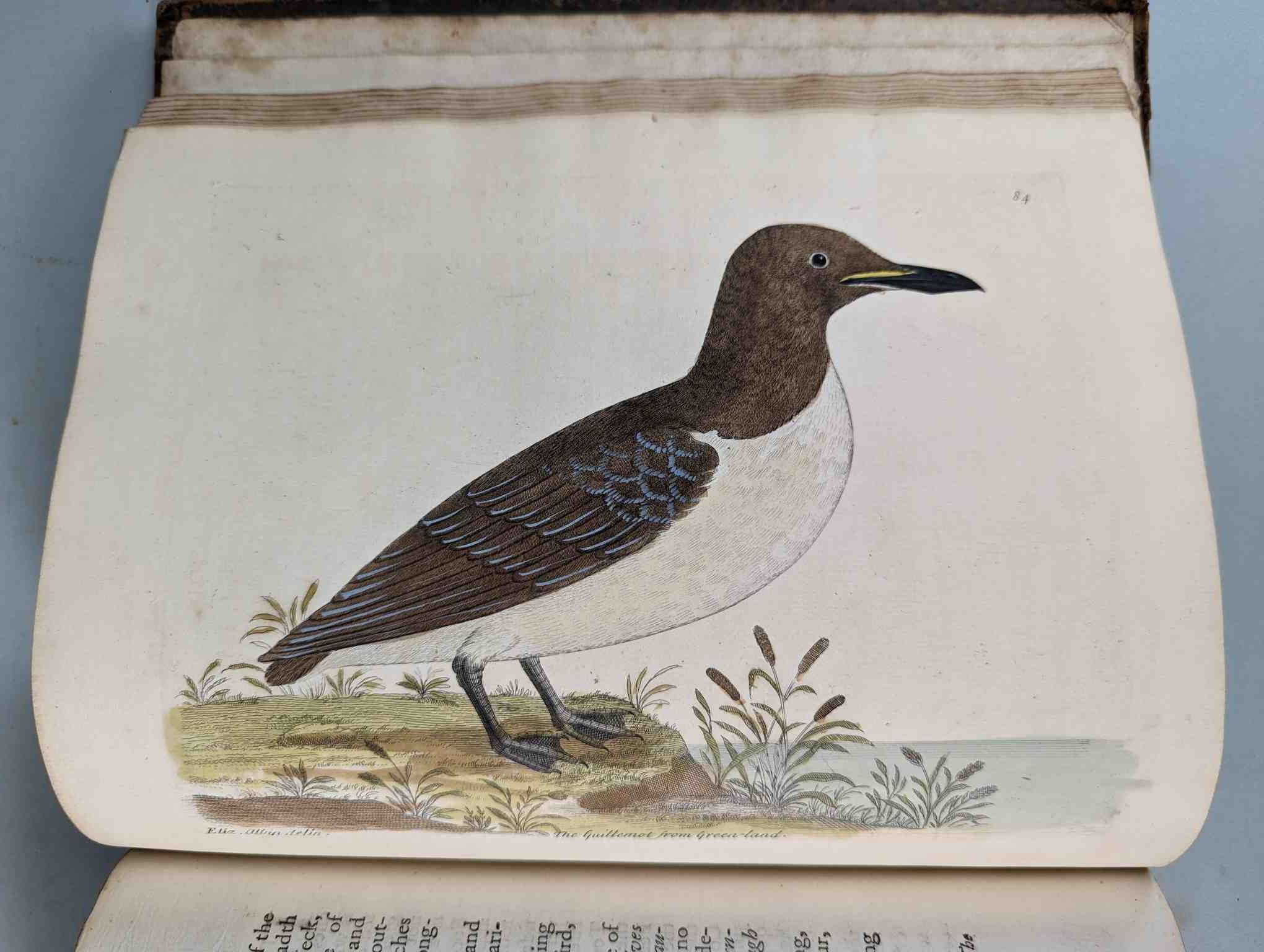 ALBIN, Eleazar. A Natural History of Birds, to which are added, Notes and Observations by W. - Image 87 of 208
