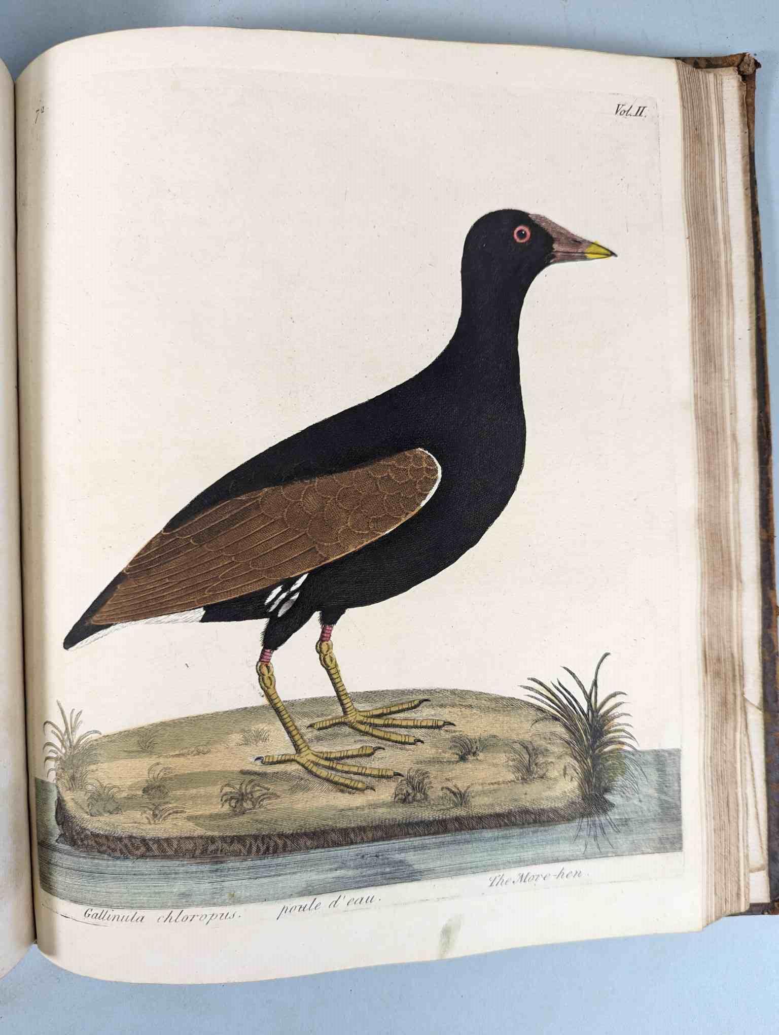 ALBIN, Eleazar. A Natural History of Birds, to which are added, Notes and Observations by W. - Image 176 of 208
