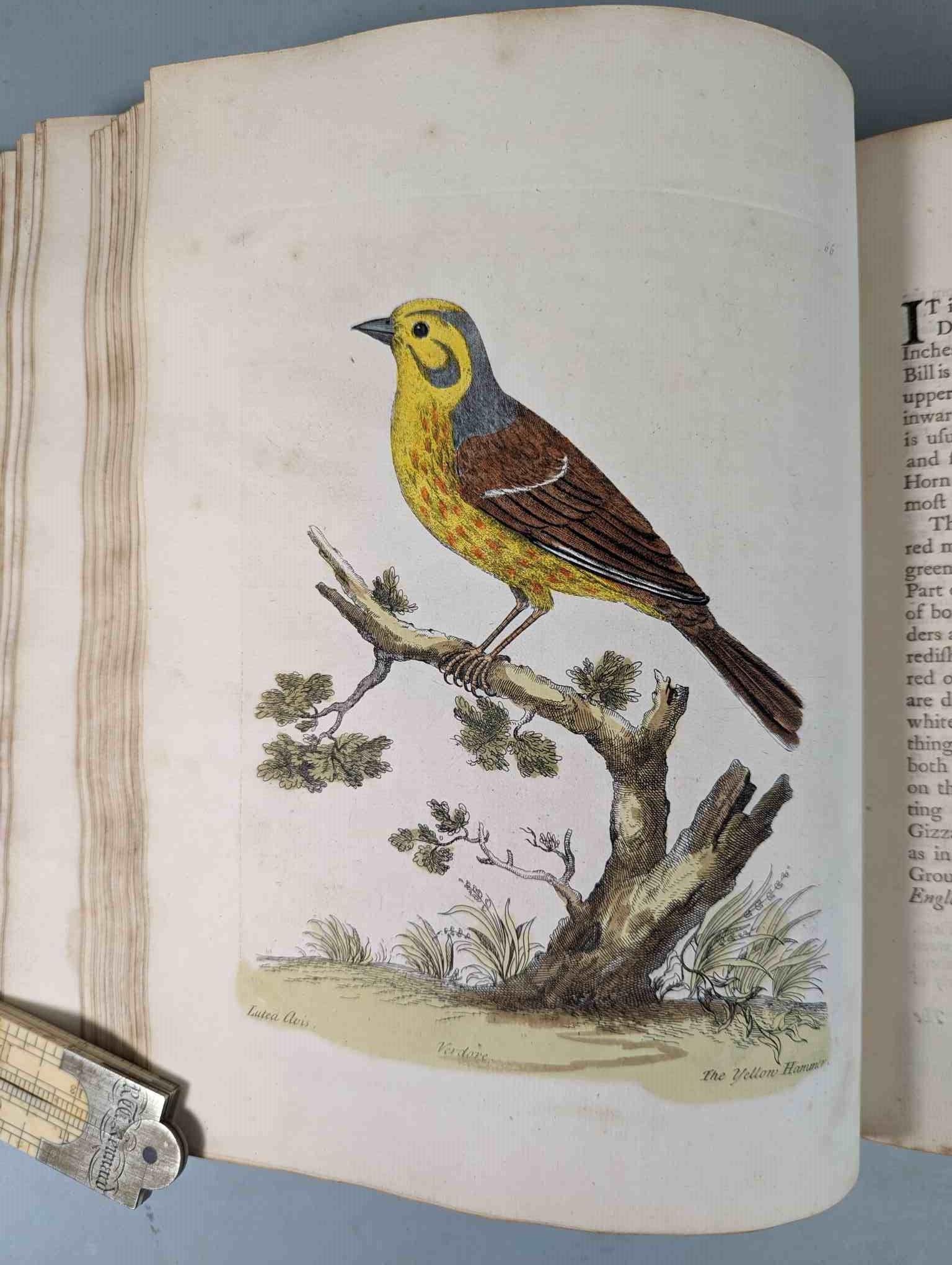 ALBIN, Eleazar. A Natural History of Birds, to which are added, Notes and Observations by W. - Image 69 of 208