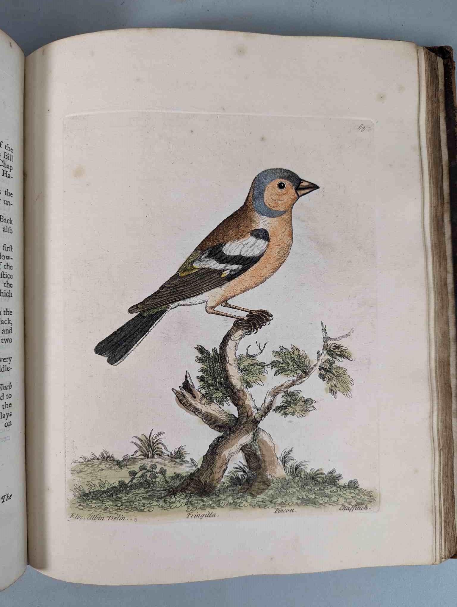 ALBIN, Eleazar. A Natural History of Birds, to which are added, Notes and Observations by W. - Image 66 of 208