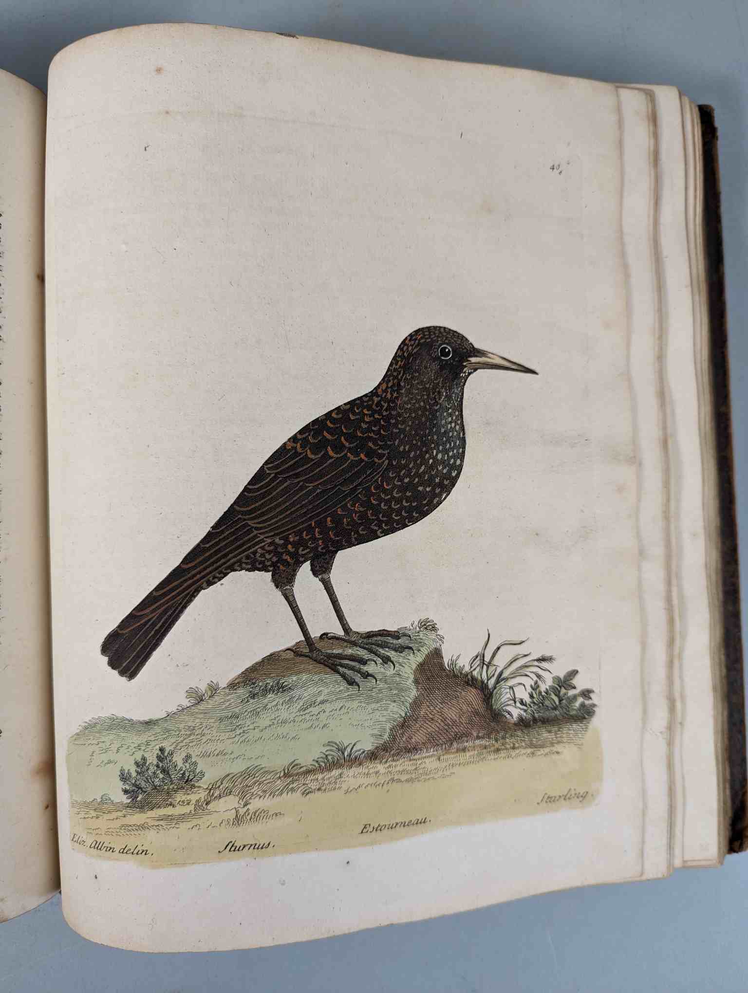 ALBIN, Eleazar. A Natural History of Birds, to which are added, Notes and Observations by W. - Image 43 of 208