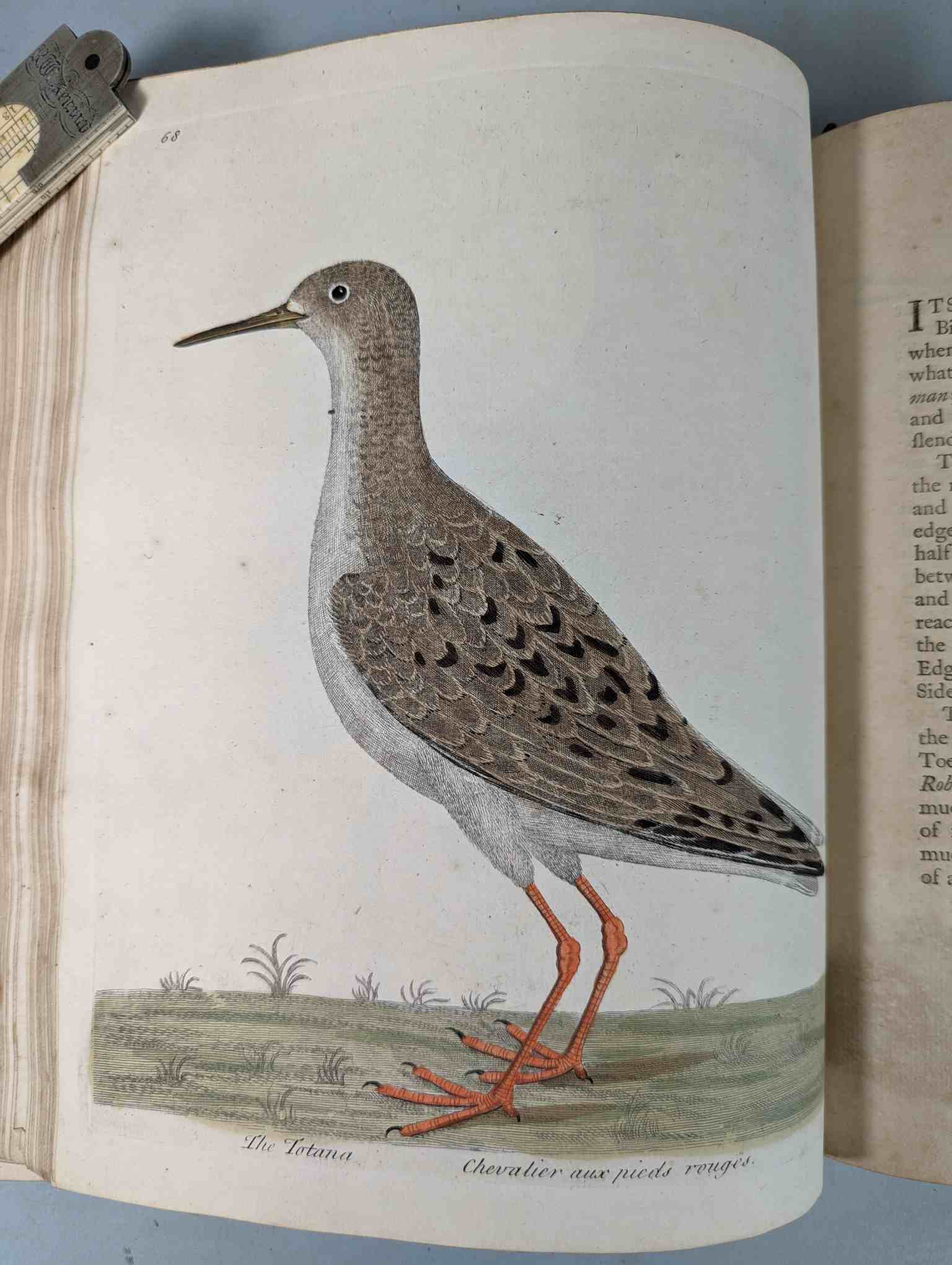 ALBIN, Eleazar. A Natural History of Birds, to which are added, Notes and Observations by W. - Image 173 of 208