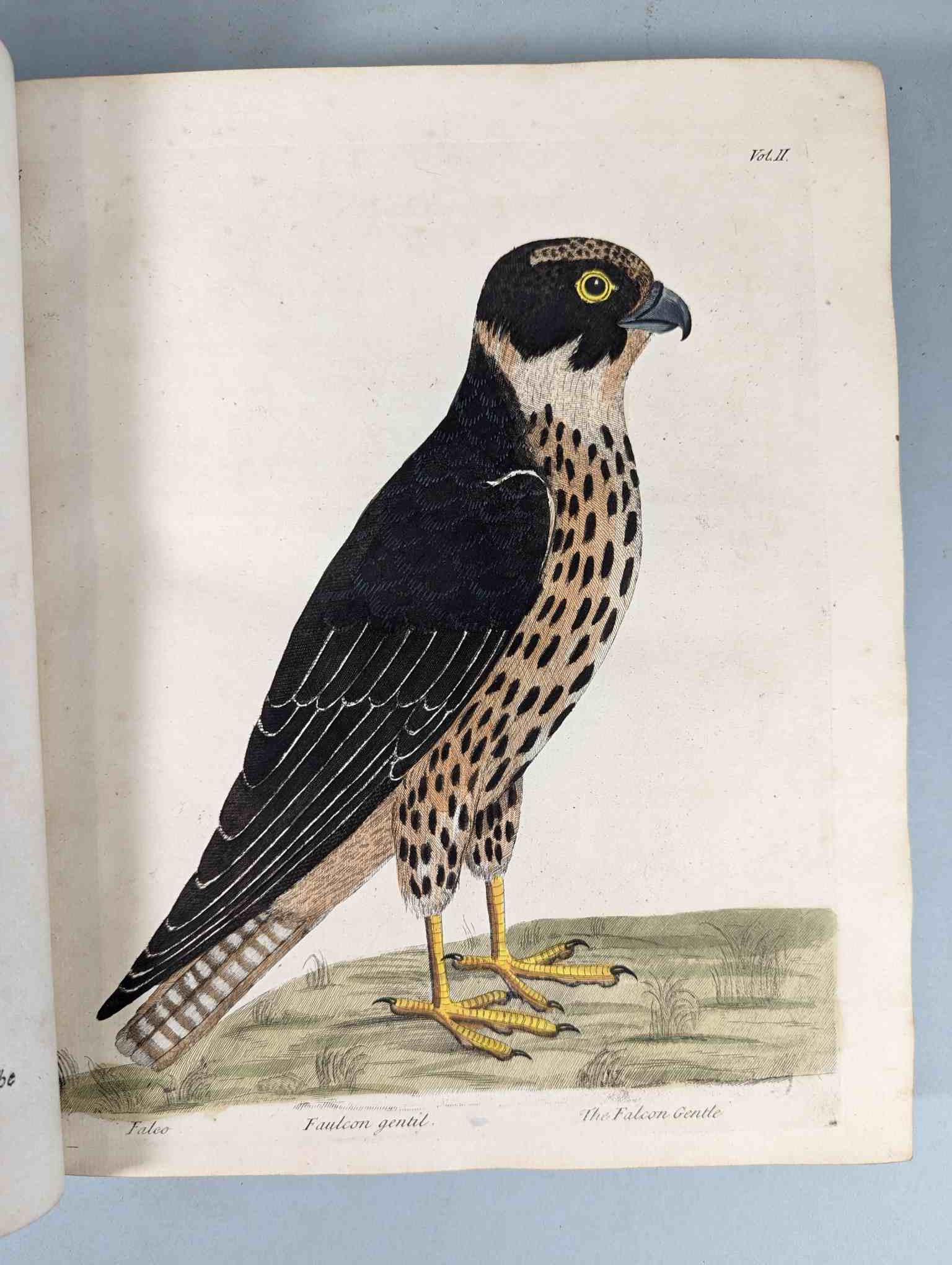 ALBIN, Eleazar. A Natural History of Birds, to which are added, Notes and Observations by W. - Image 110 of 208