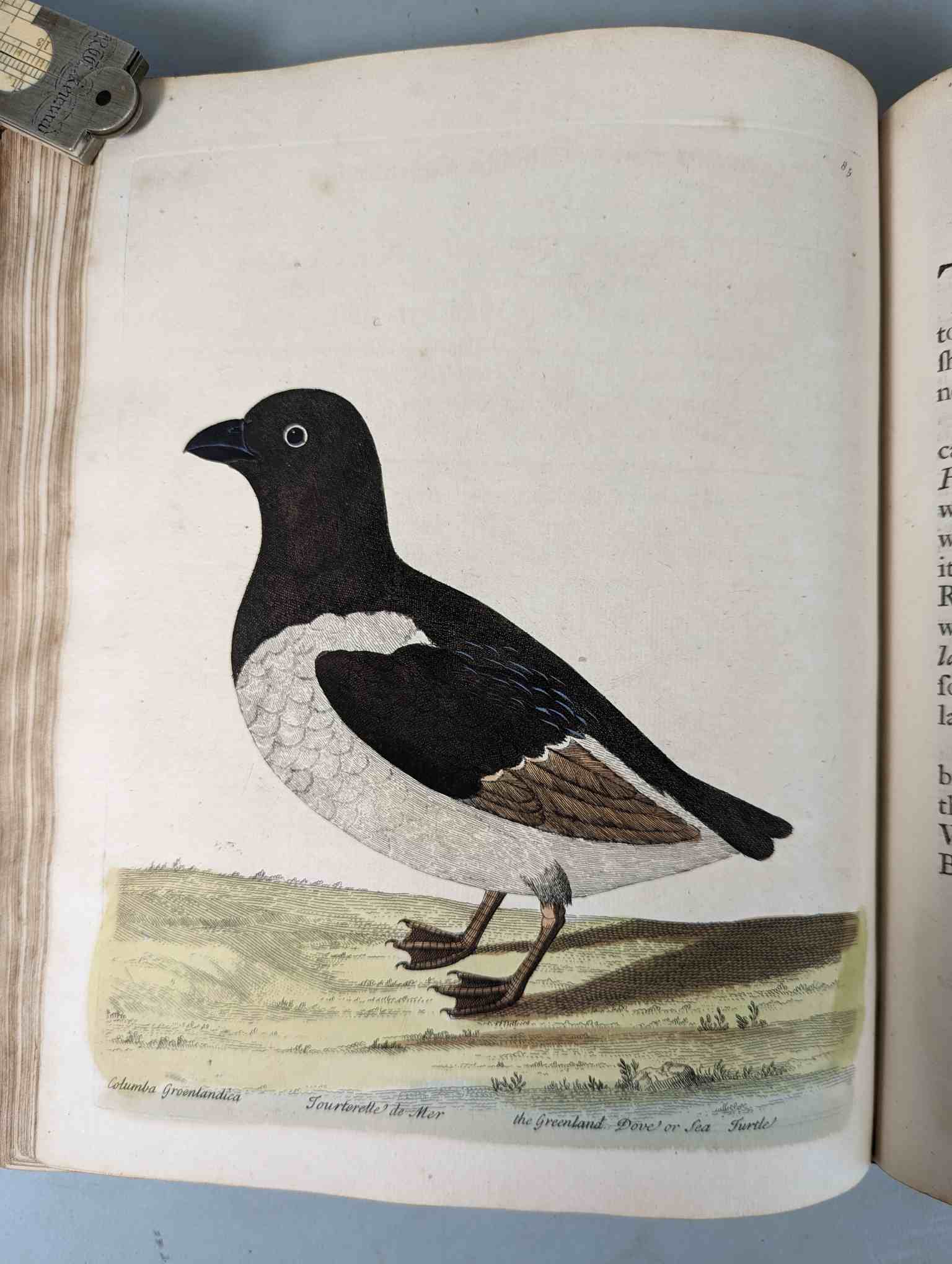 ALBIN, Eleazar. A Natural History of Birds, to which are added, Notes and Observations by W. - Image 88 of 208