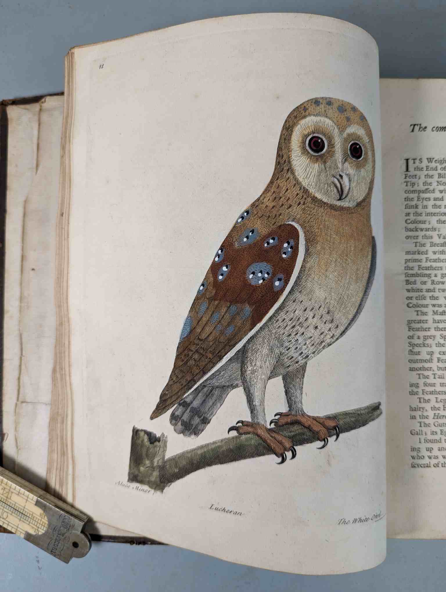 ALBIN, Eleazar. A Natural History of Birds, to which are added, Notes and Observations by W. - Image 115 of 208