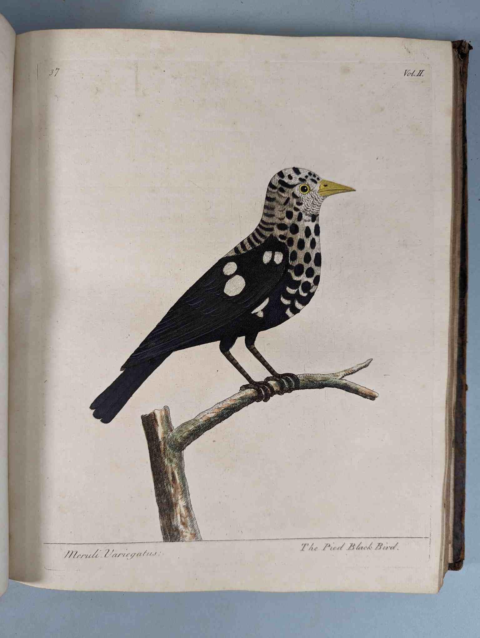 ALBIN, Eleazar. A Natural History of Birds, to which are added, Notes and Observations by W. - Image 141 of 208