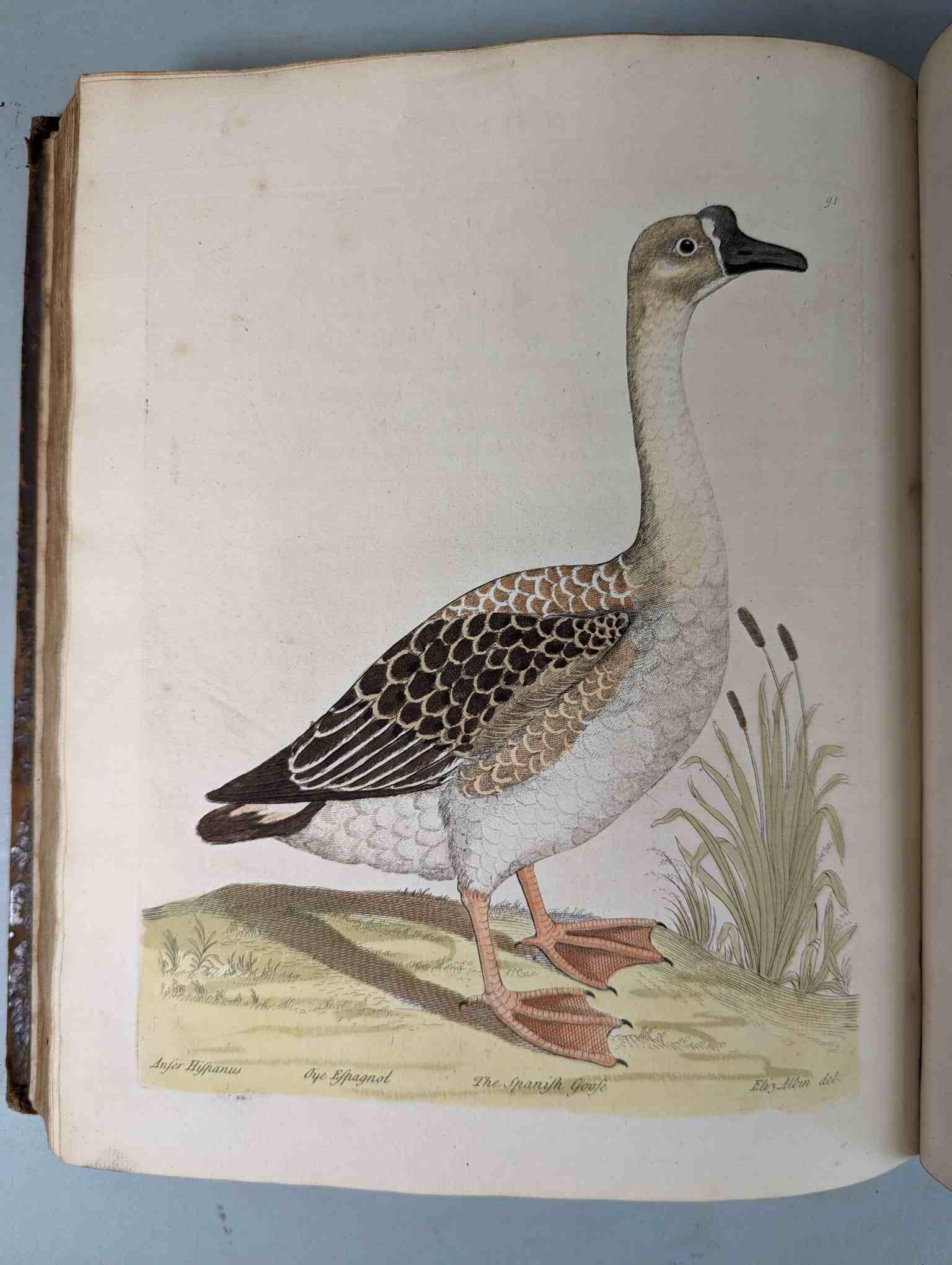 ALBIN, Eleazar. A Natural History of Birds, to which are added, Notes and Observations by W. - Image 94 of 208