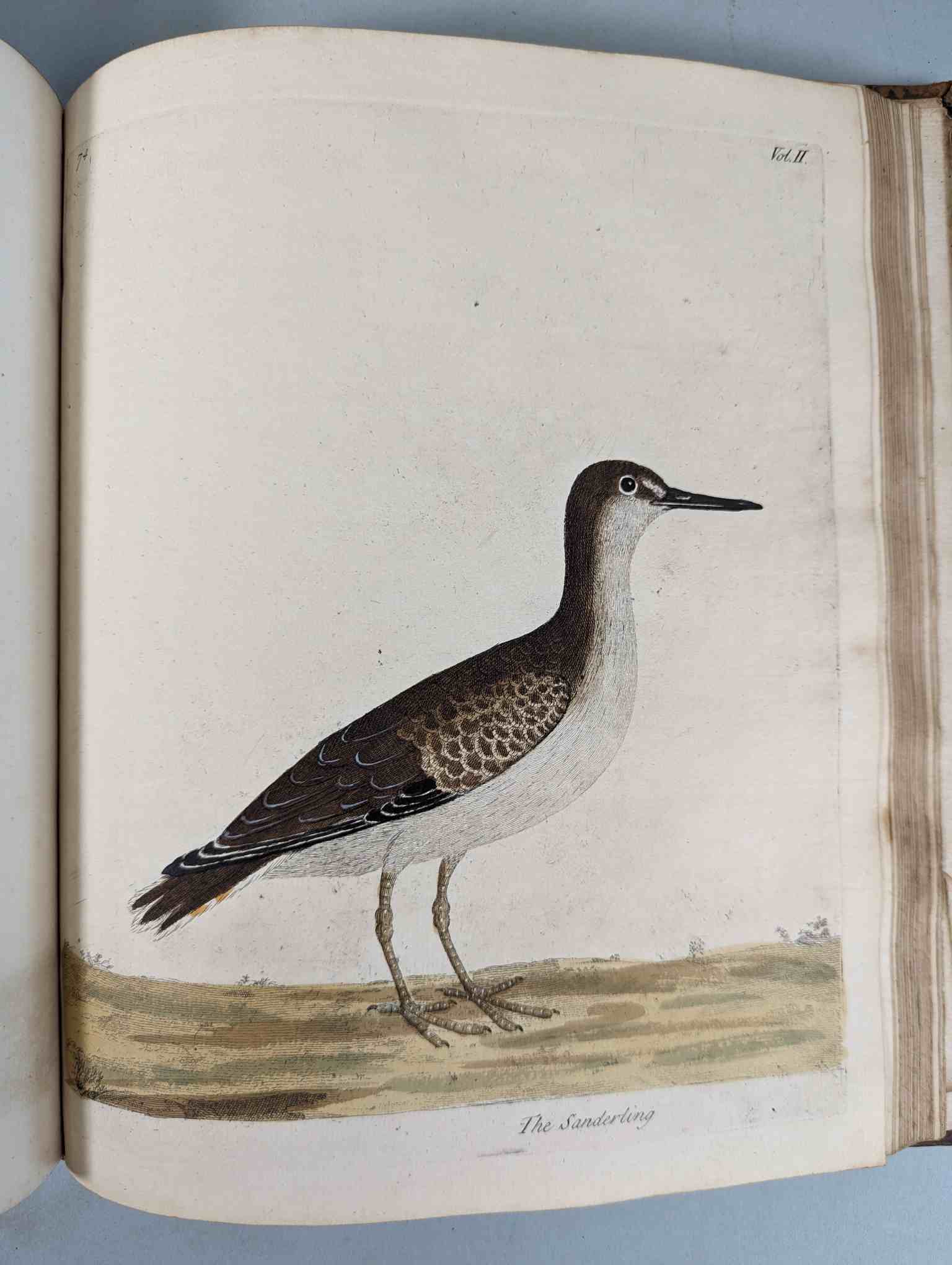 ALBIN, Eleazar. A Natural History of Birds, to which are added, Notes and Observations by W. - Image 178 of 208