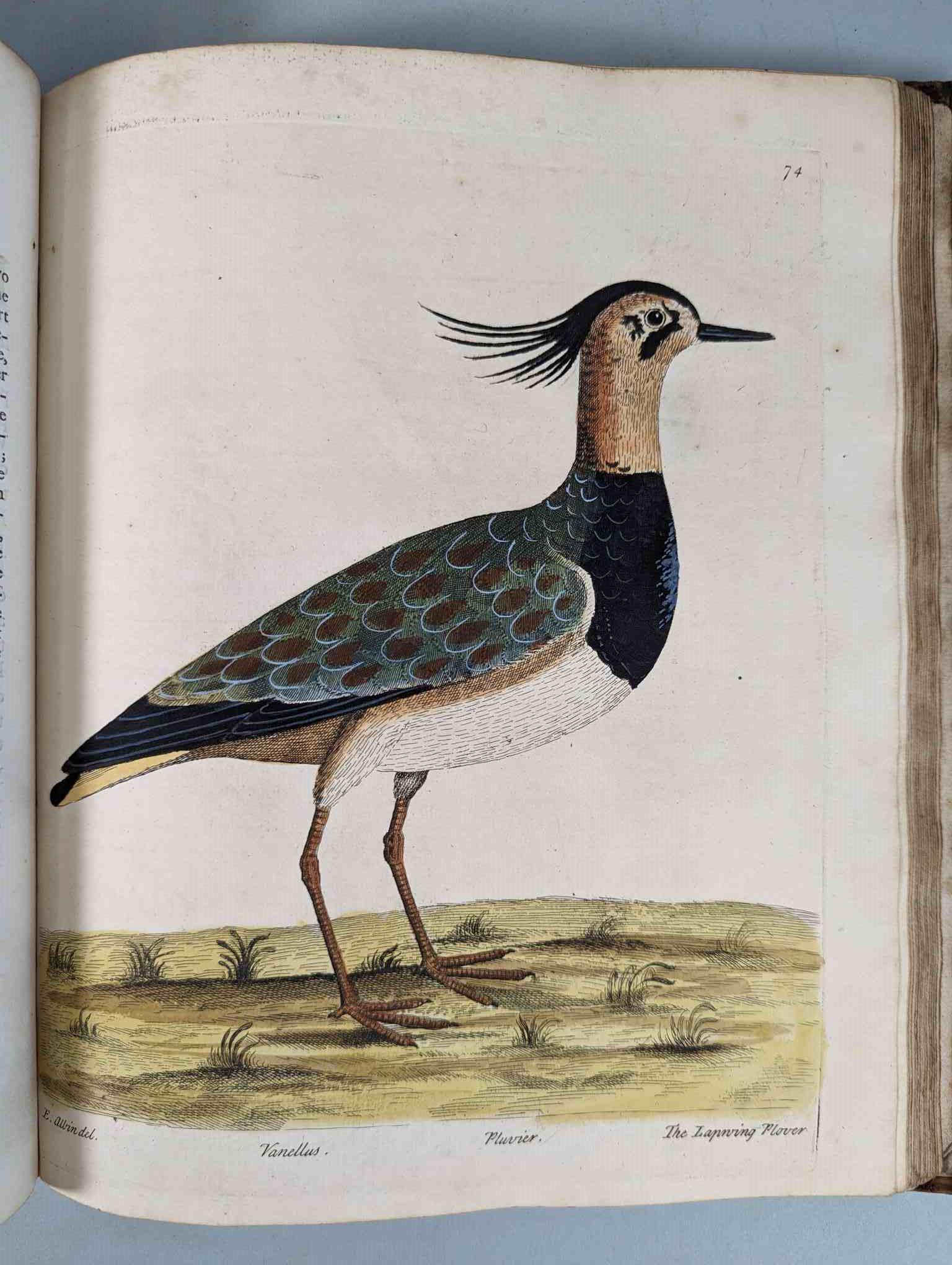 ALBIN, Eleazar. A Natural History of Birds, to which are added, Notes and Observations by W. - Image 77 of 208