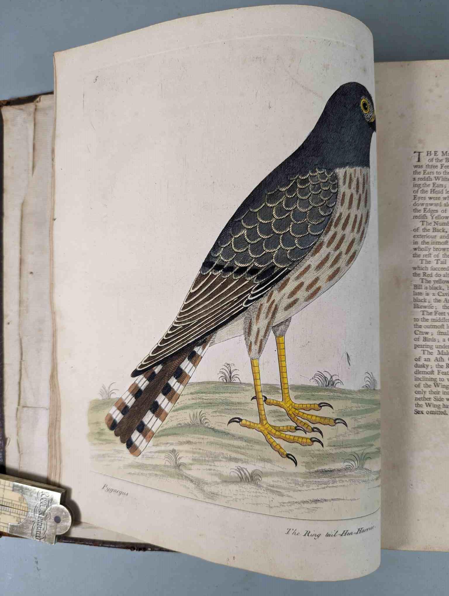 ALBIN, Eleazar. A Natural History of Birds, to which are added, Notes and Observations by W. - Image 109 of 208