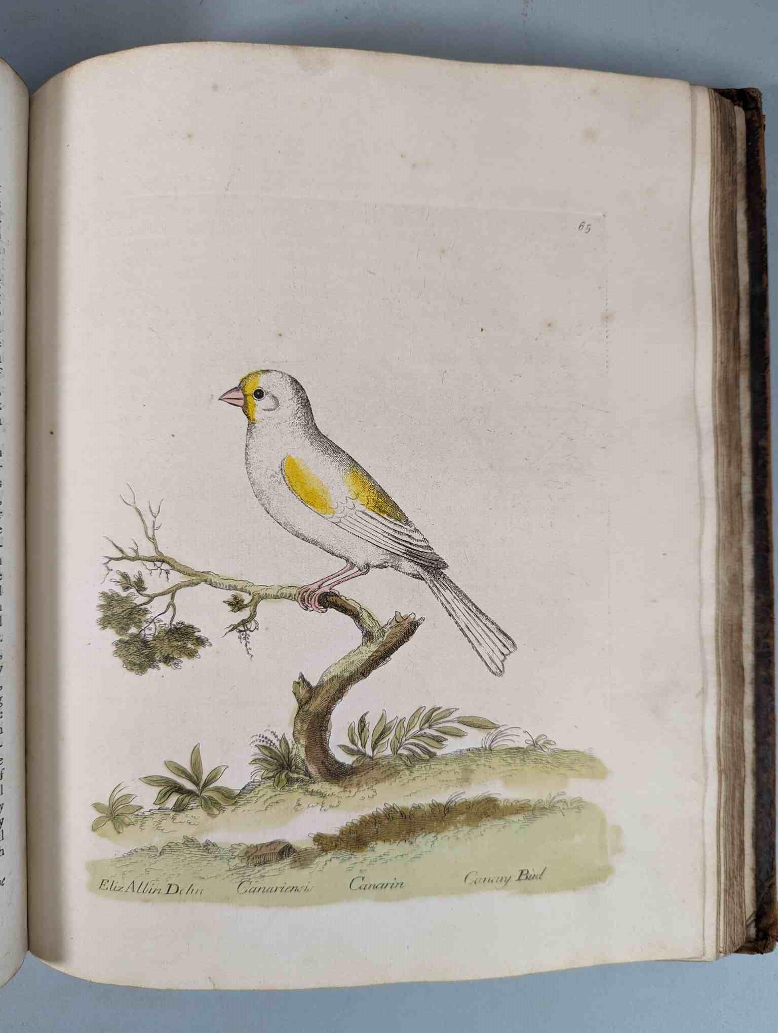 ALBIN, Eleazar. A Natural History of Birds, to which are added, Notes and Observations by W. - Image 68 of 208