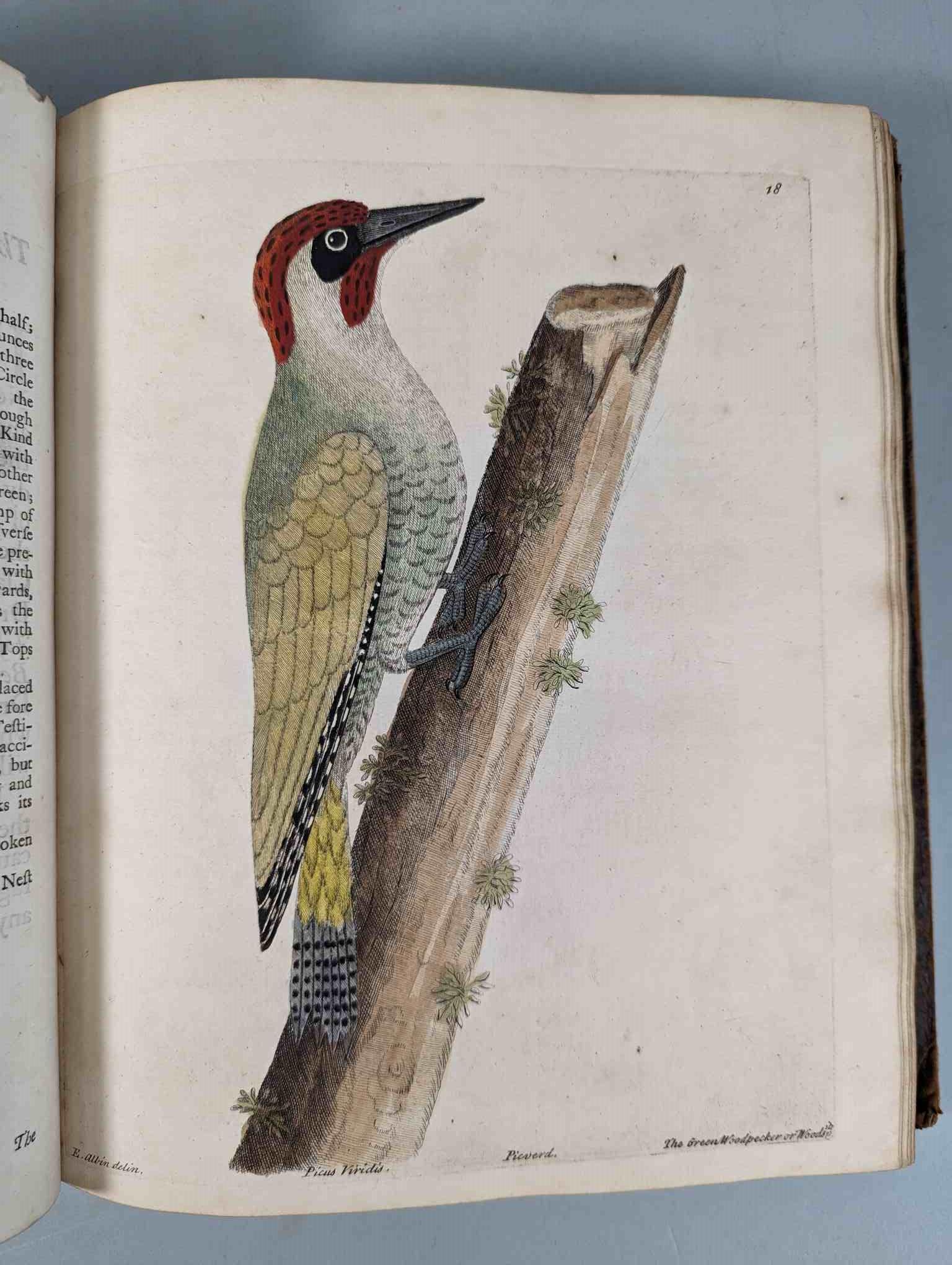 ALBIN, Eleazar. A Natural History of Birds, to which are added, Notes and Observations by W. - Image 21 of 208