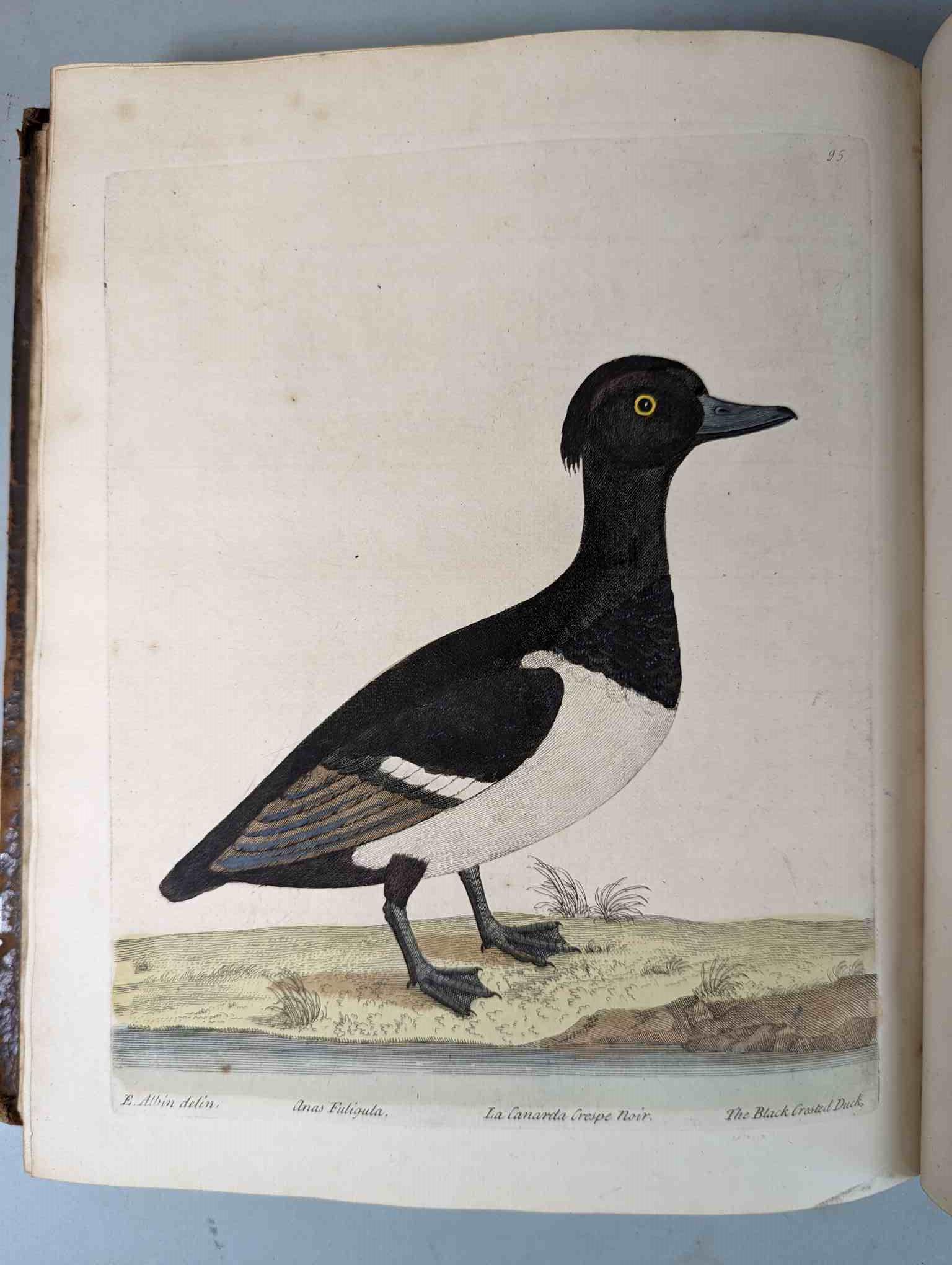 ALBIN, Eleazar. A Natural History of Birds, to which are added, Notes and Observations by W. - Image 98 of 208
