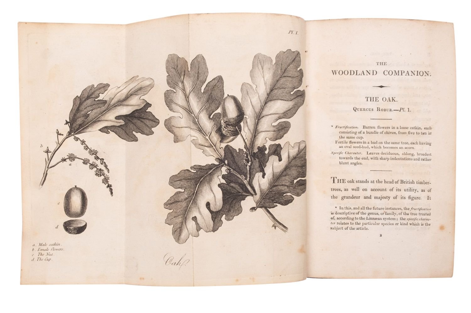 [AIKIN, John]. The Woodland Companion or a brief Description of British Trees, London: Baldwin 1820. - Image 3 of 3