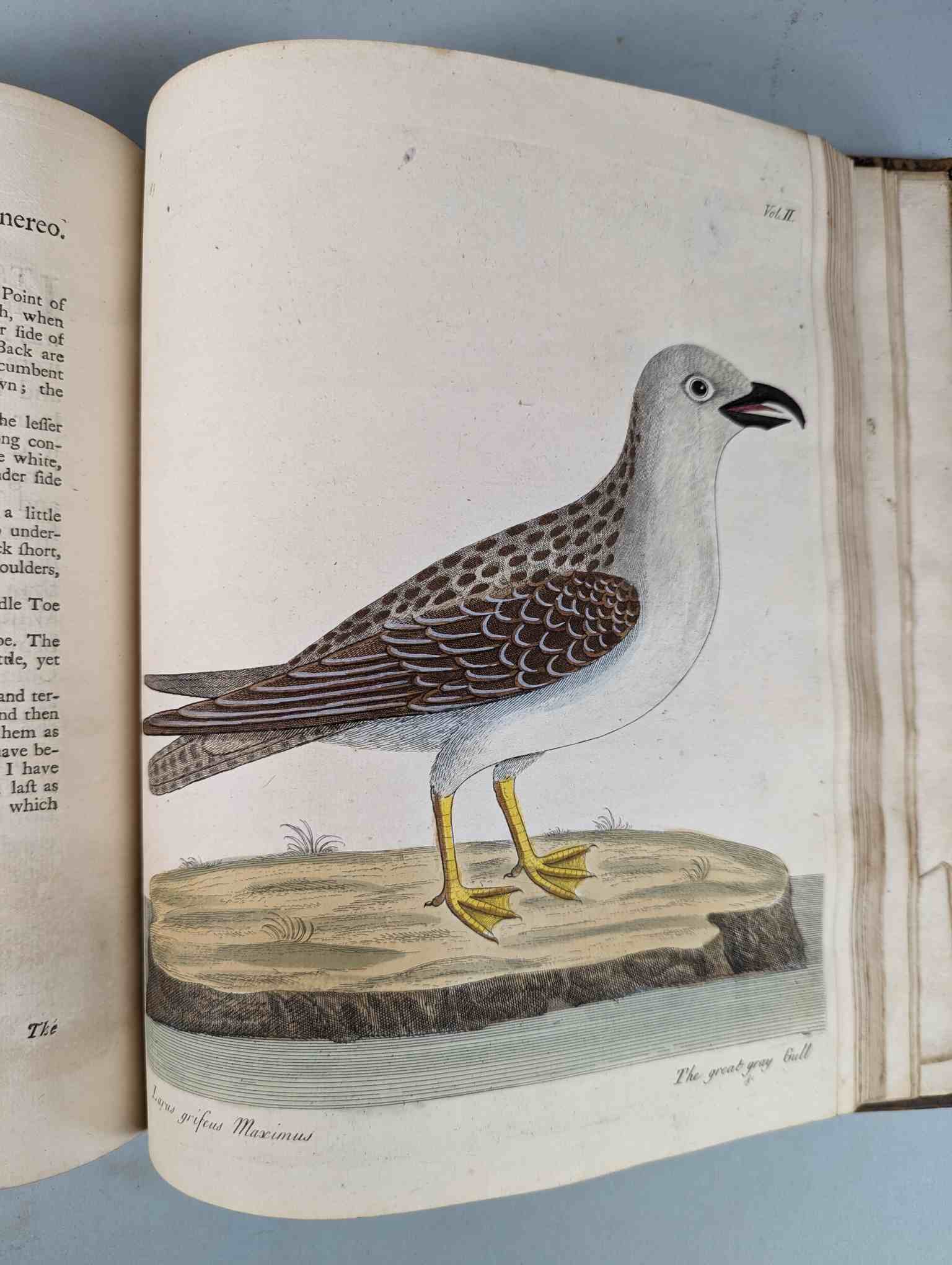 ALBIN, Eleazar. A Natural History of Birds, to which are added, Notes and Observations by W. - Image 187 of 208