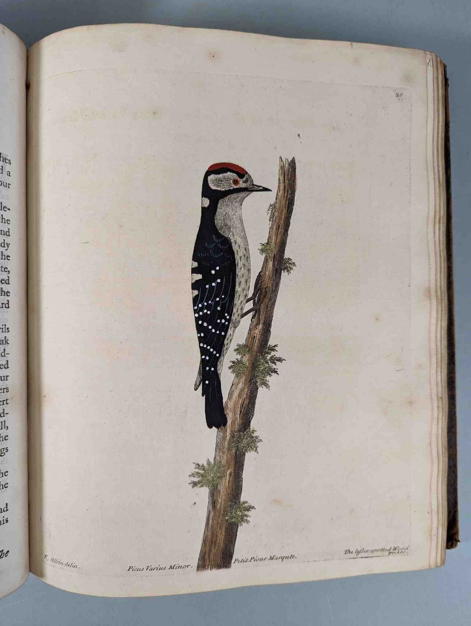 ALBIN, Eleazar. A Natural History of Birds, to which are added, Notes and Observations by W. - Image 23 of 208