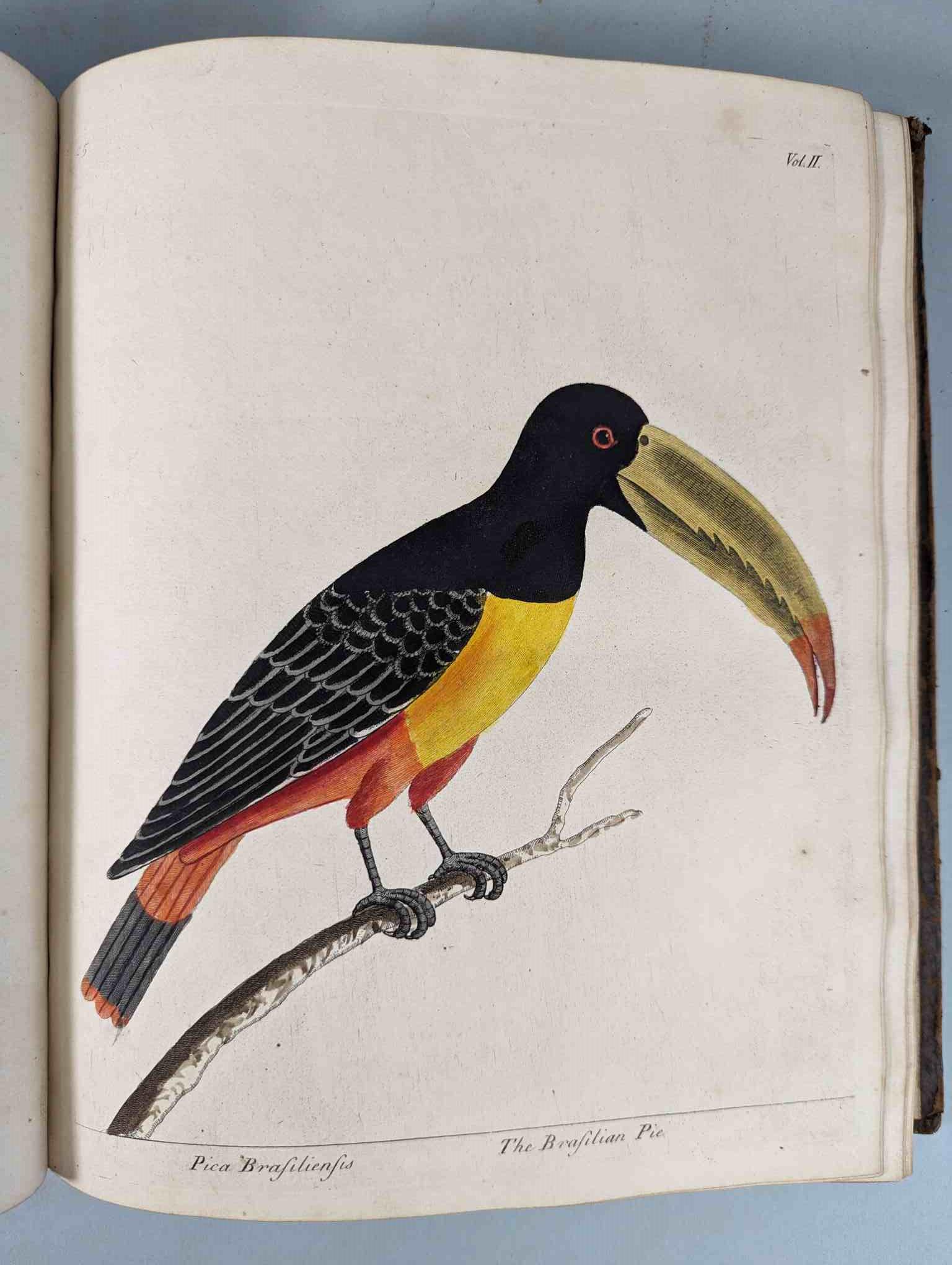 ALBIN, Eleazar. A Natural History of Birds, to which are added, Notes and Observations by W. - Image 129 of 208