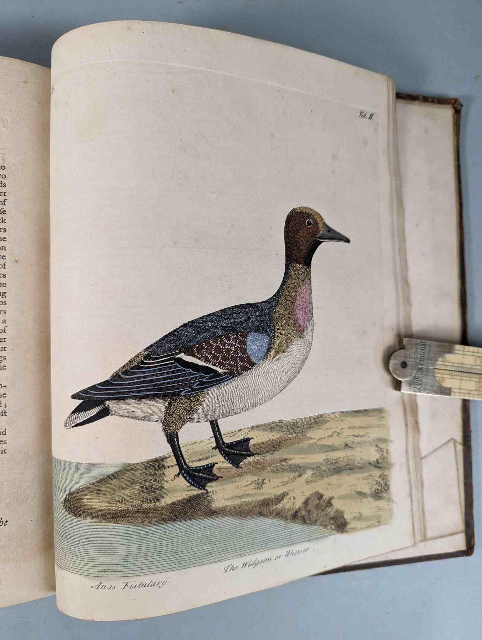 ALBIN, Eleazar. A Natural History of Birds, to which are added, Notes and Observations by W. - Image 203 of 208