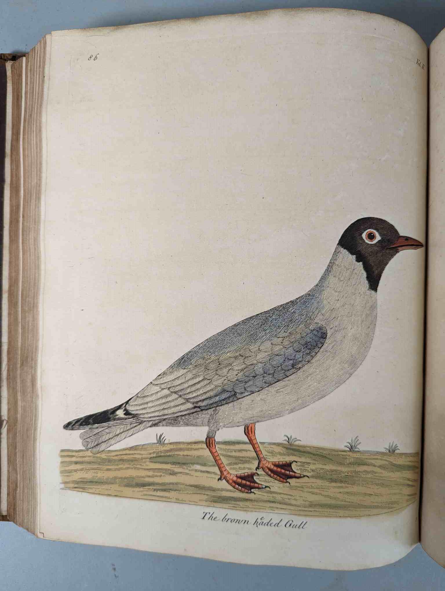 ALBIN, Eleazar. A Natural History of Birds, to which are added, Notes and Observations by W. - Image 190 of 208