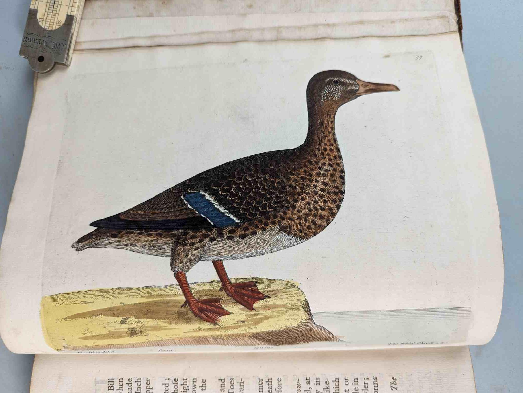ALBIN, Eleazar. A Natural History of Birds, to which are added, Notes and Observations by W. - Image 102 of 208