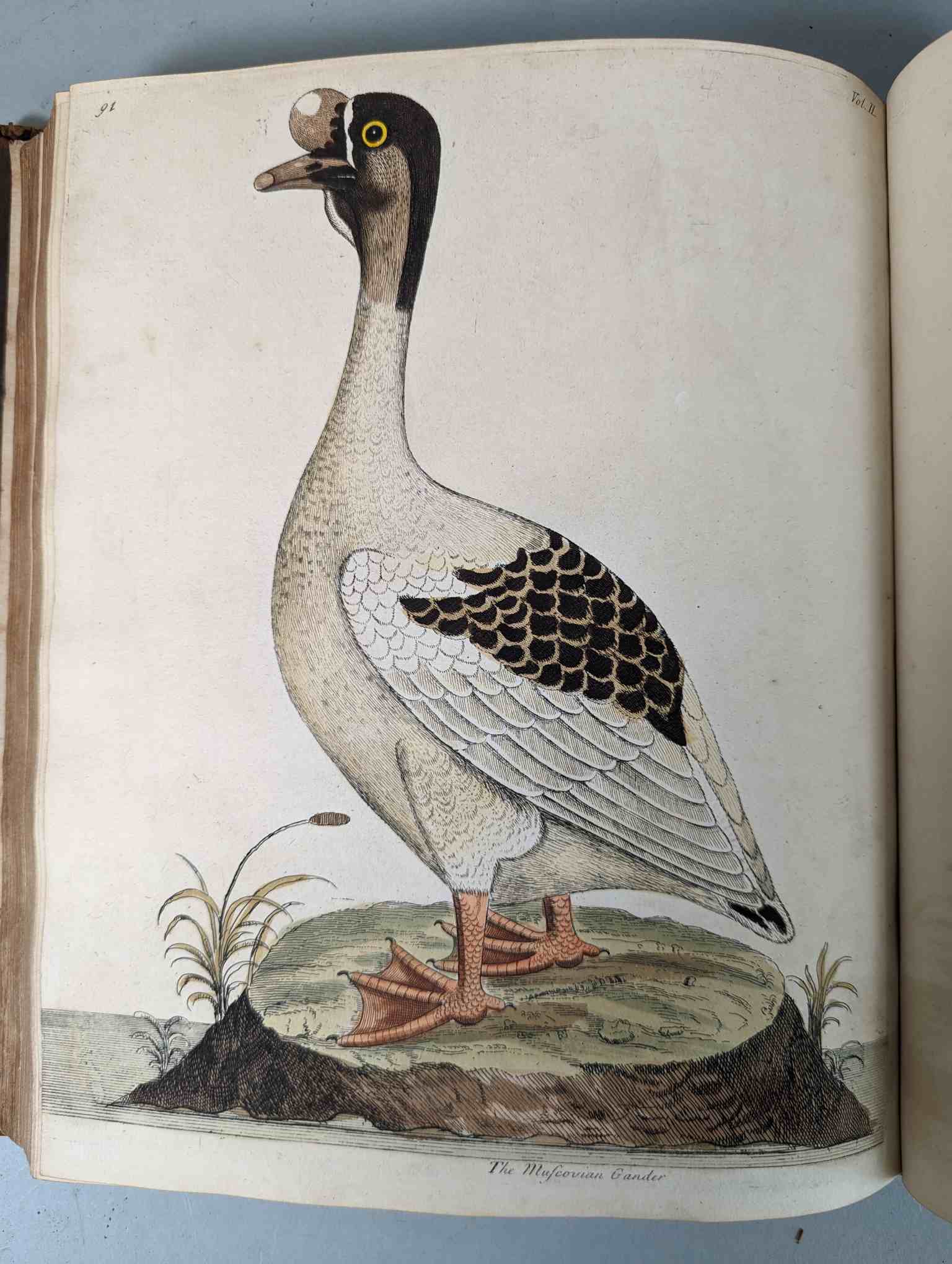 ALBIN, Eleazar. A Natural History of Birds, to which are added, Notes and Observations by W. - Image 195 of 208