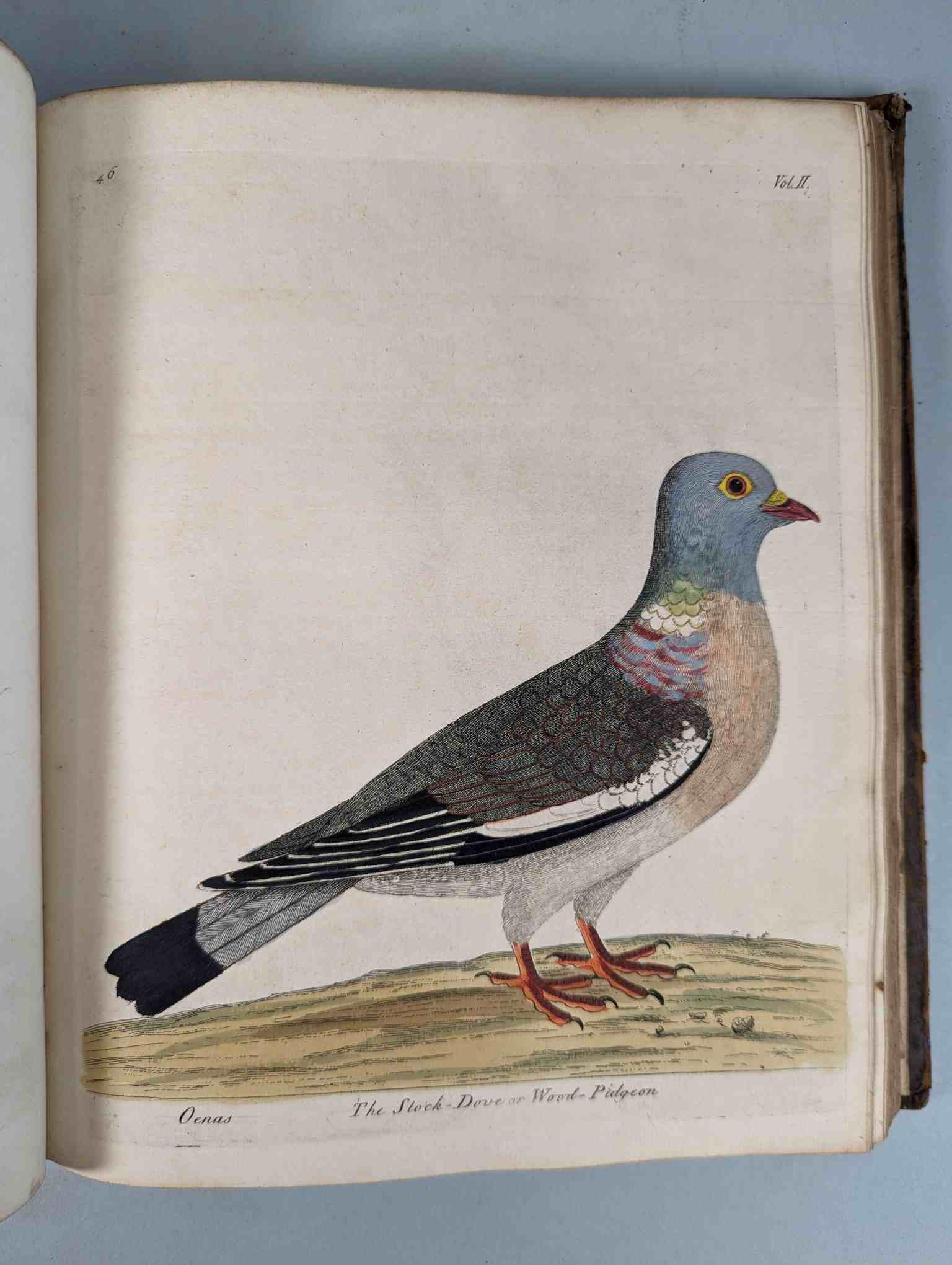 ALBIN, Eleazar. A Natural History of Birds, to which are added, Notes and Observations by W. - Image 150 of 208