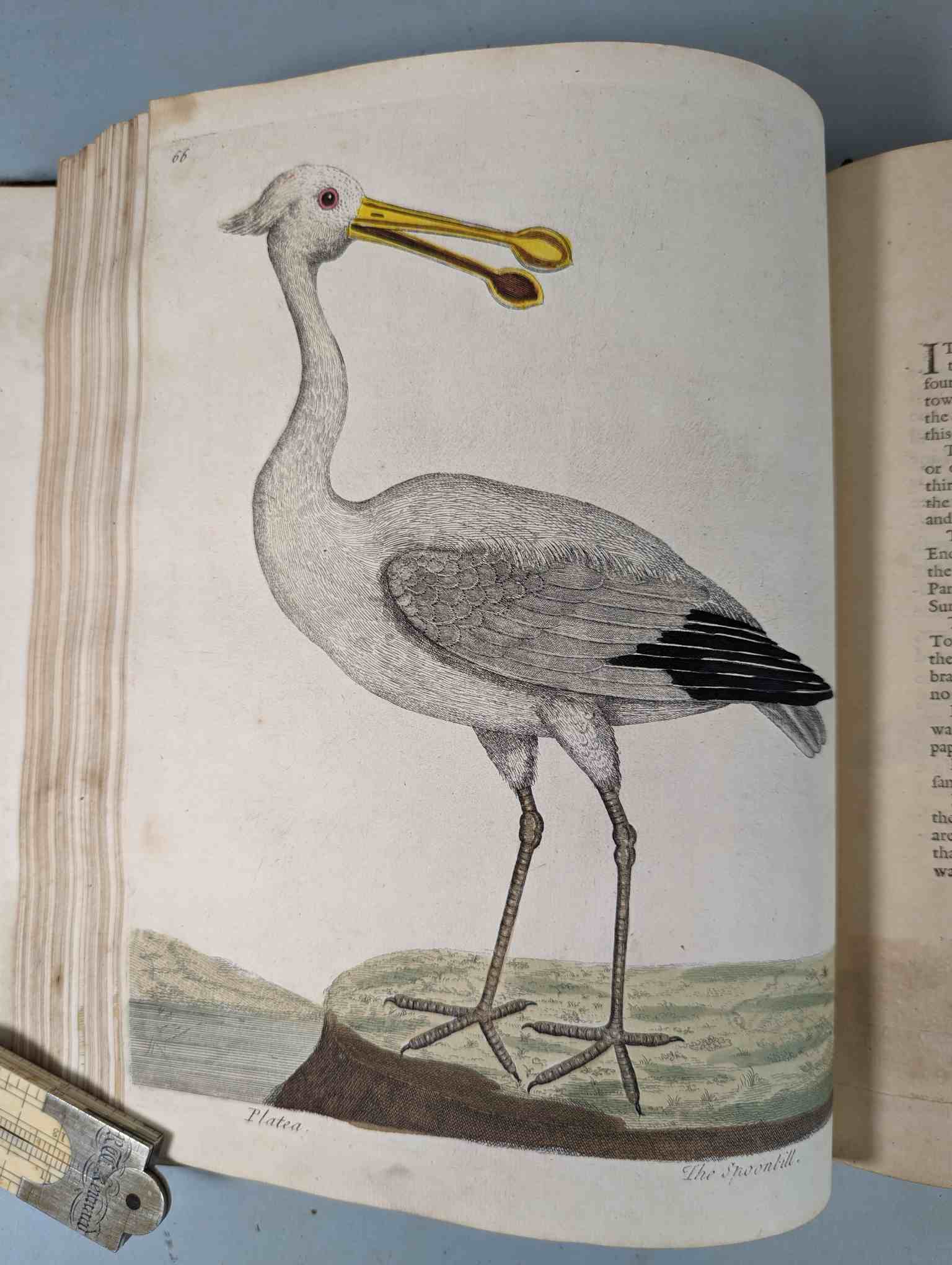ALBIN, Eleazar. A Natural History of Birds, to which are added, Notes and Observations by W. - Image 170 of 208
