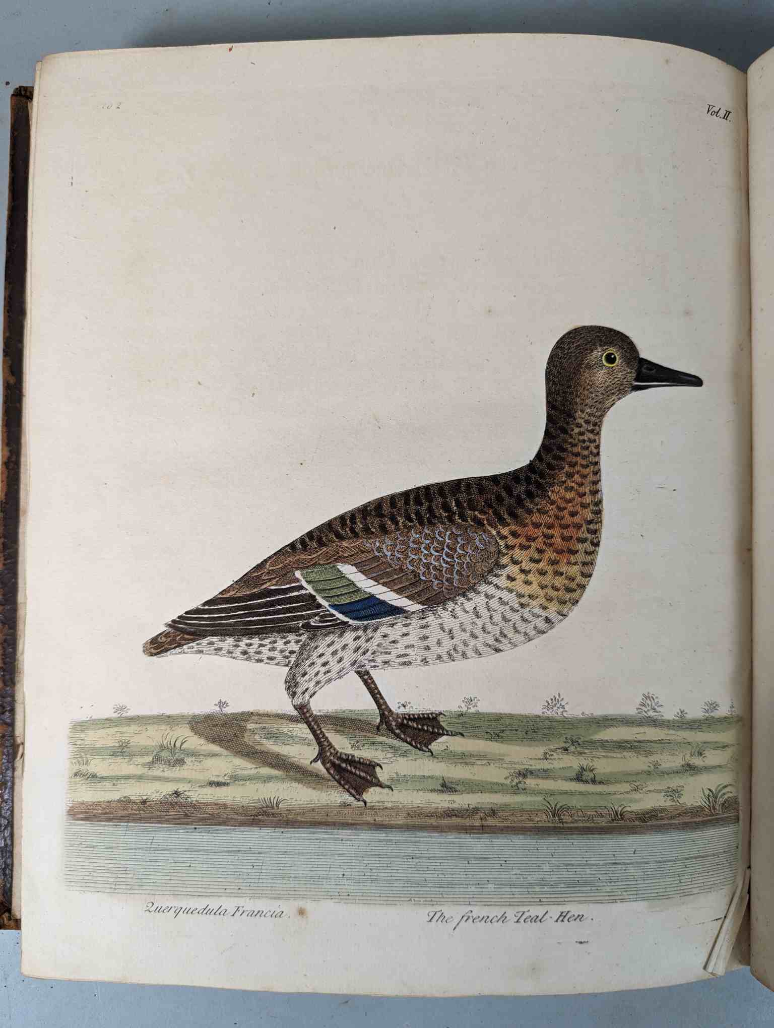 ALBIN, Eleazar. A Natural History of Birds, to which are added, Notes and Observations by W. - Image 206 of 208